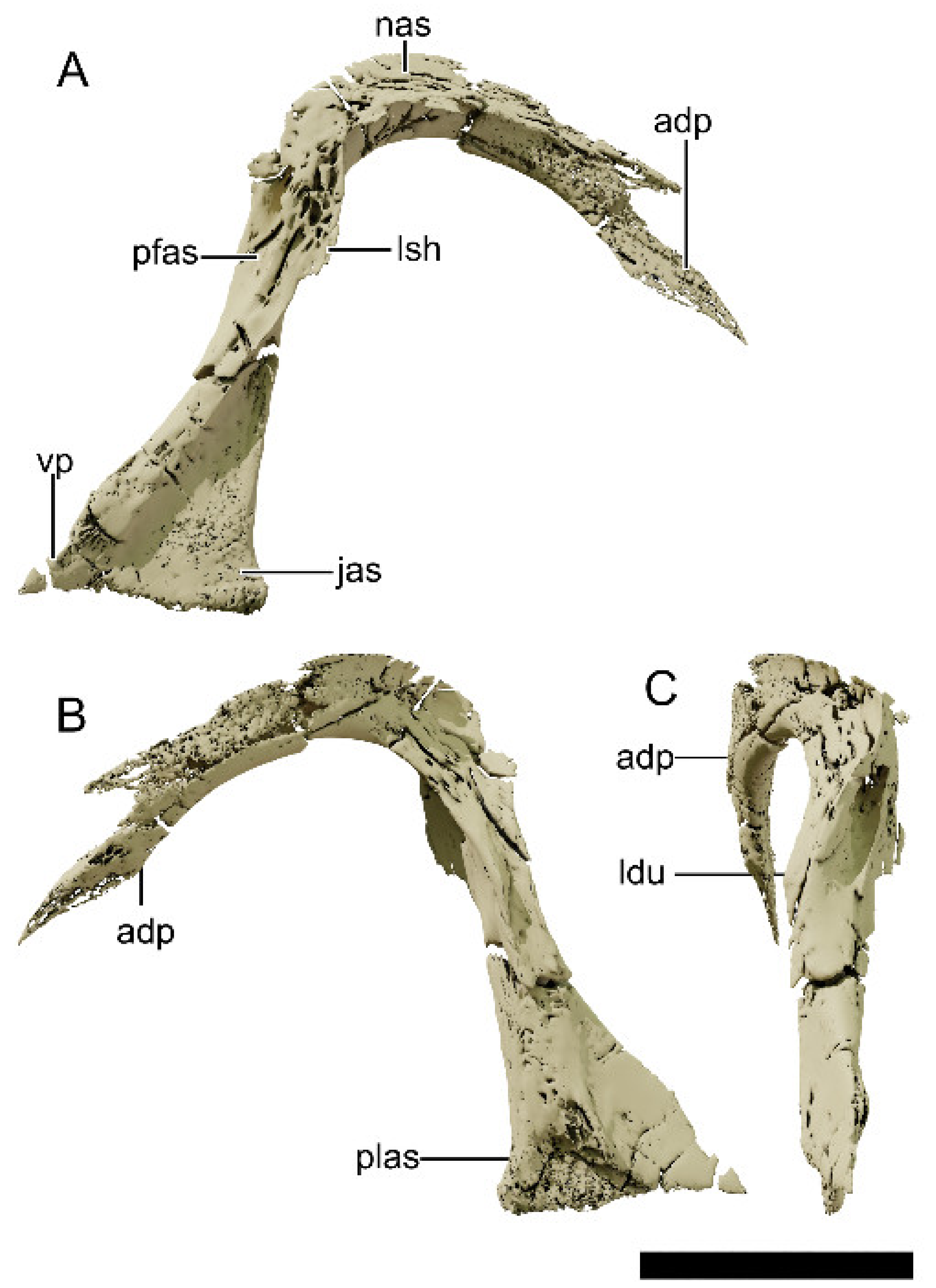 Diversity 13 00561 g013