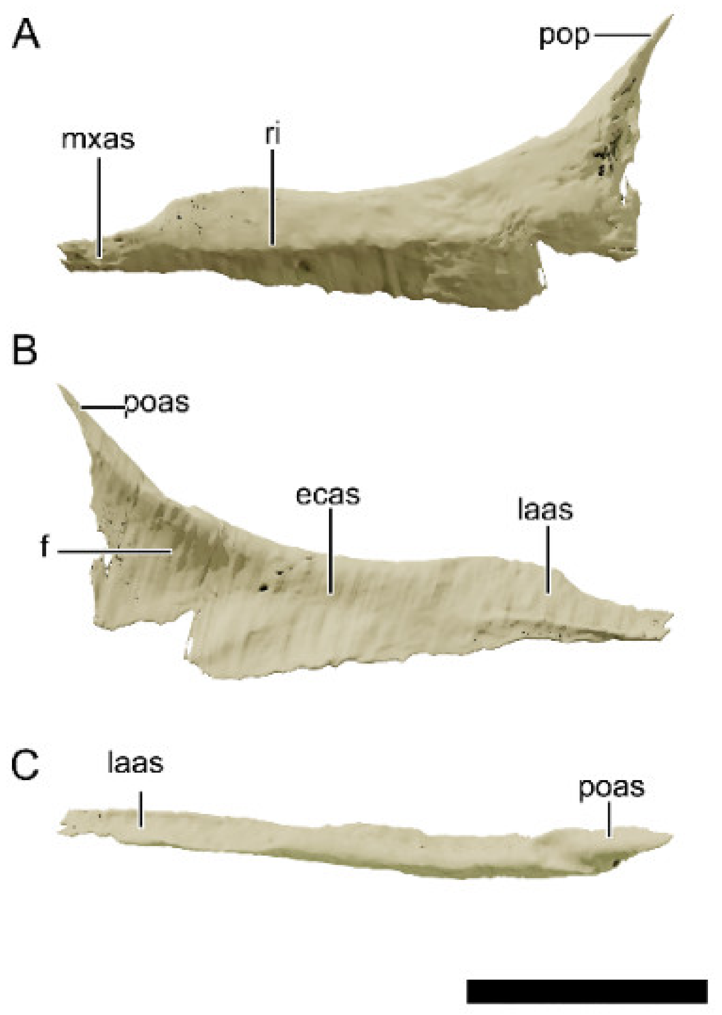Diversity 13 00561 g017