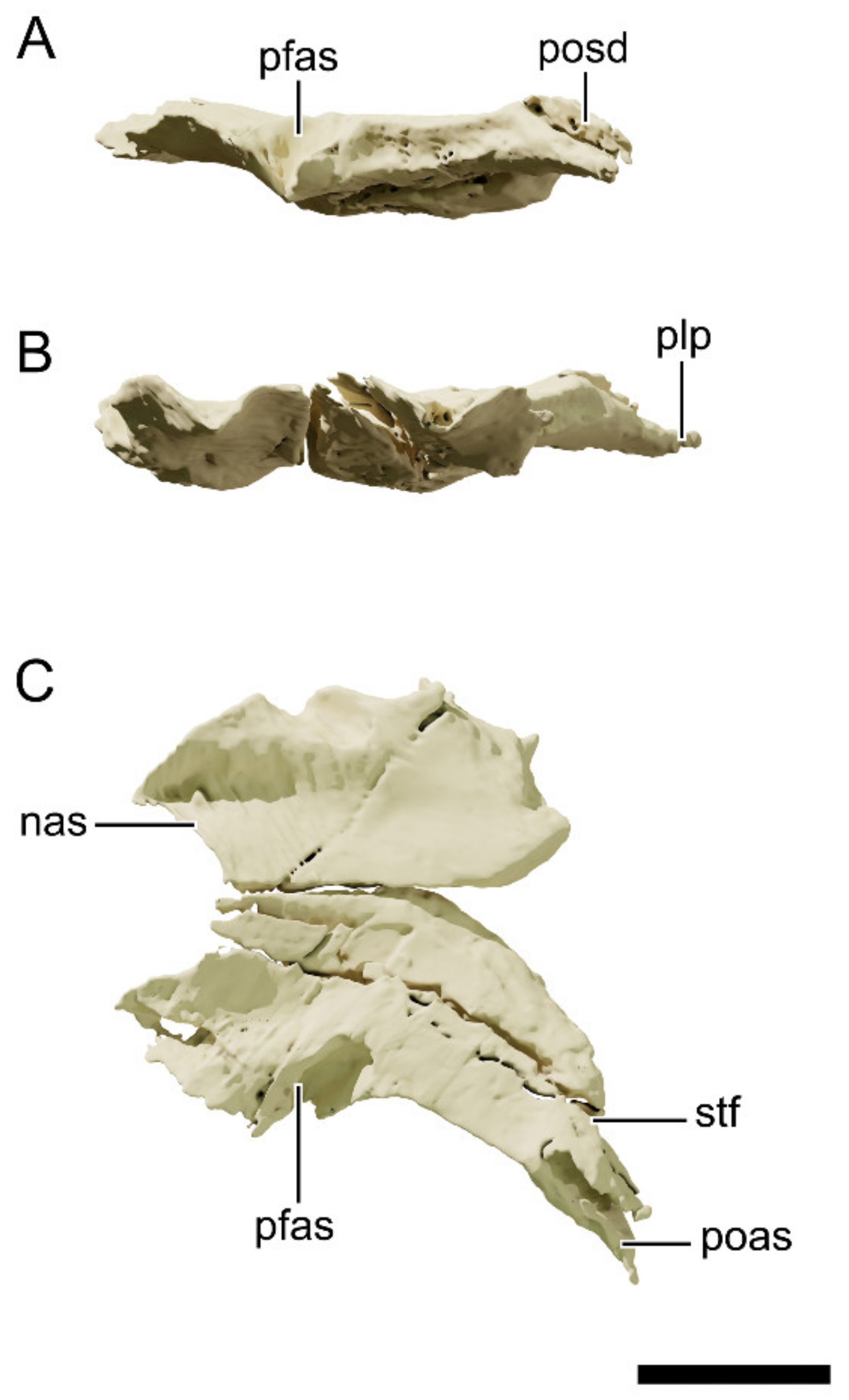 Diversity 13 00561 g020