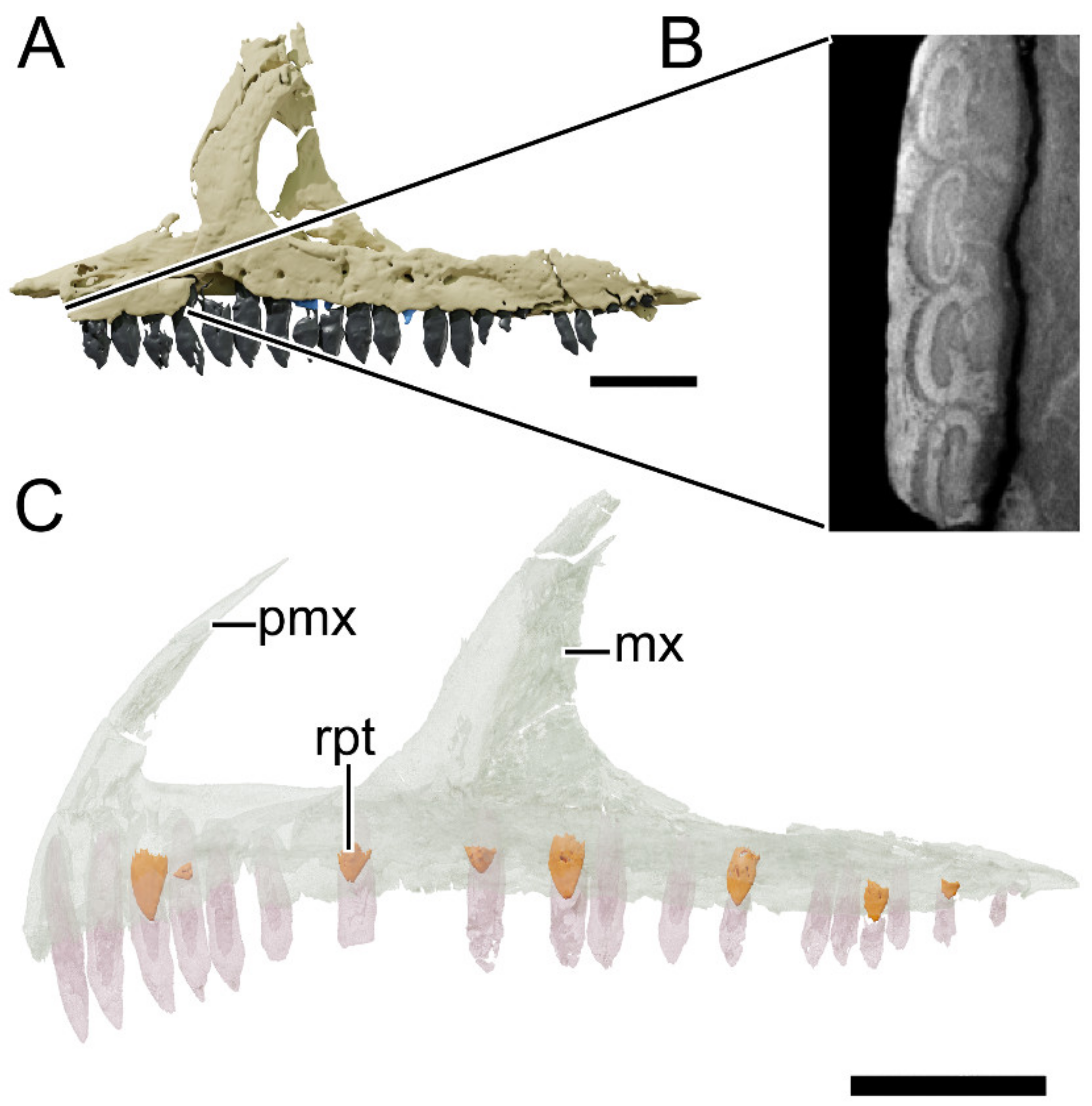 Diversity 13 00561 g034