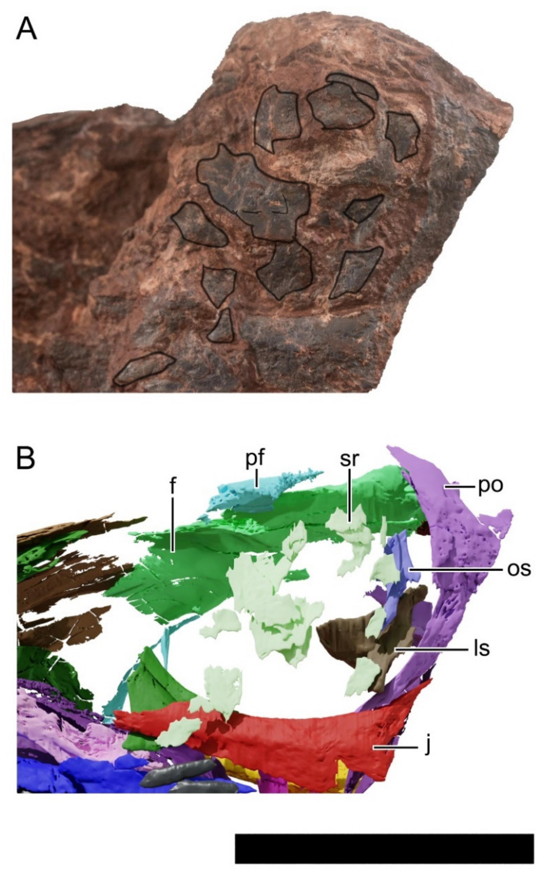 Diversity 13 00561 g035