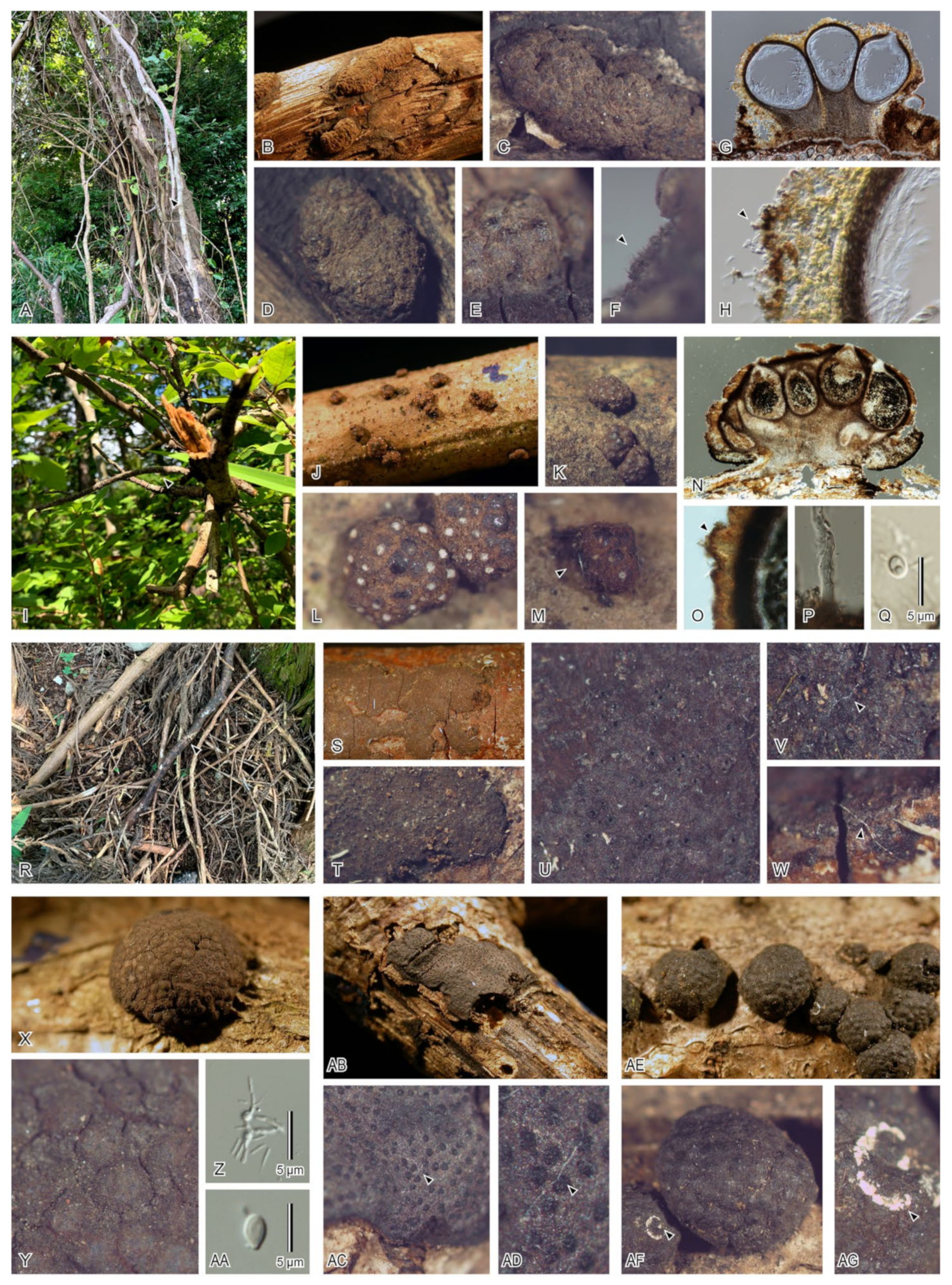 Diversity 13 00574 g001