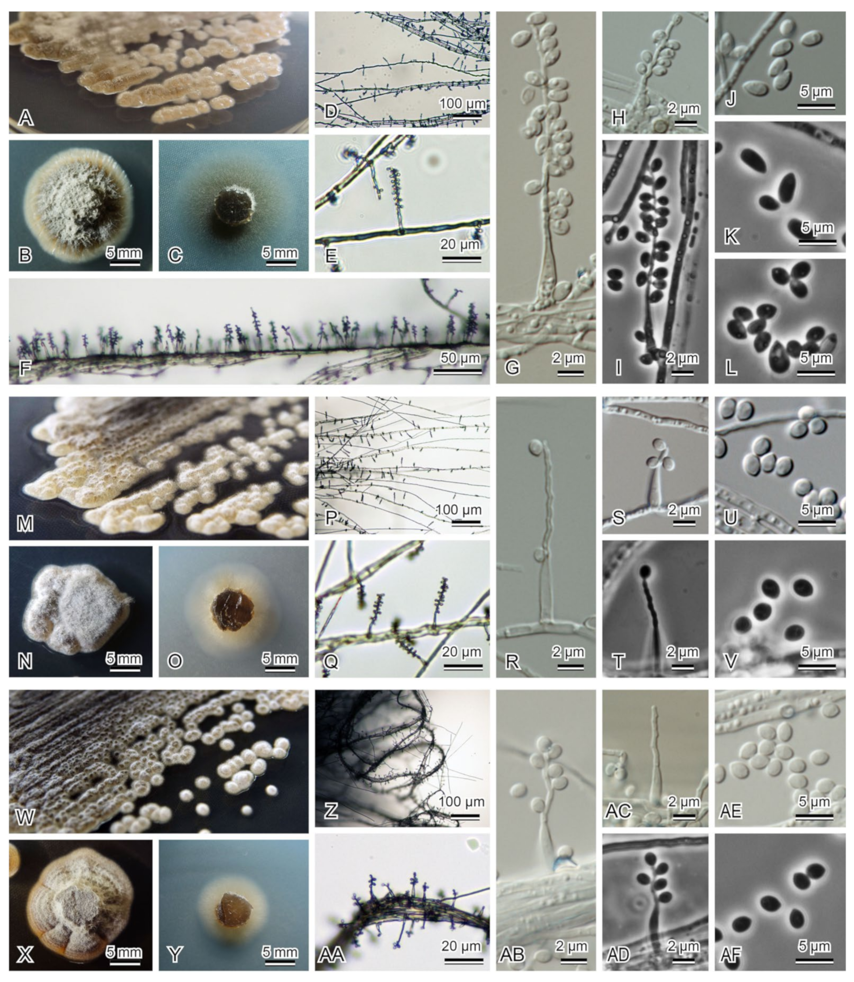 Diversity 13 00574 g002