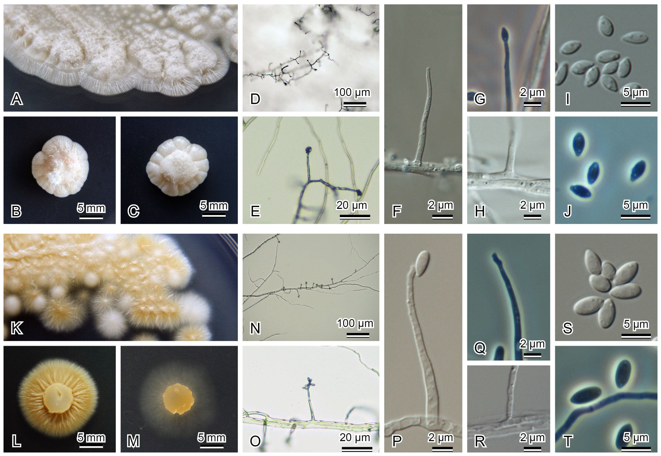 Diversity 13 00574 g003