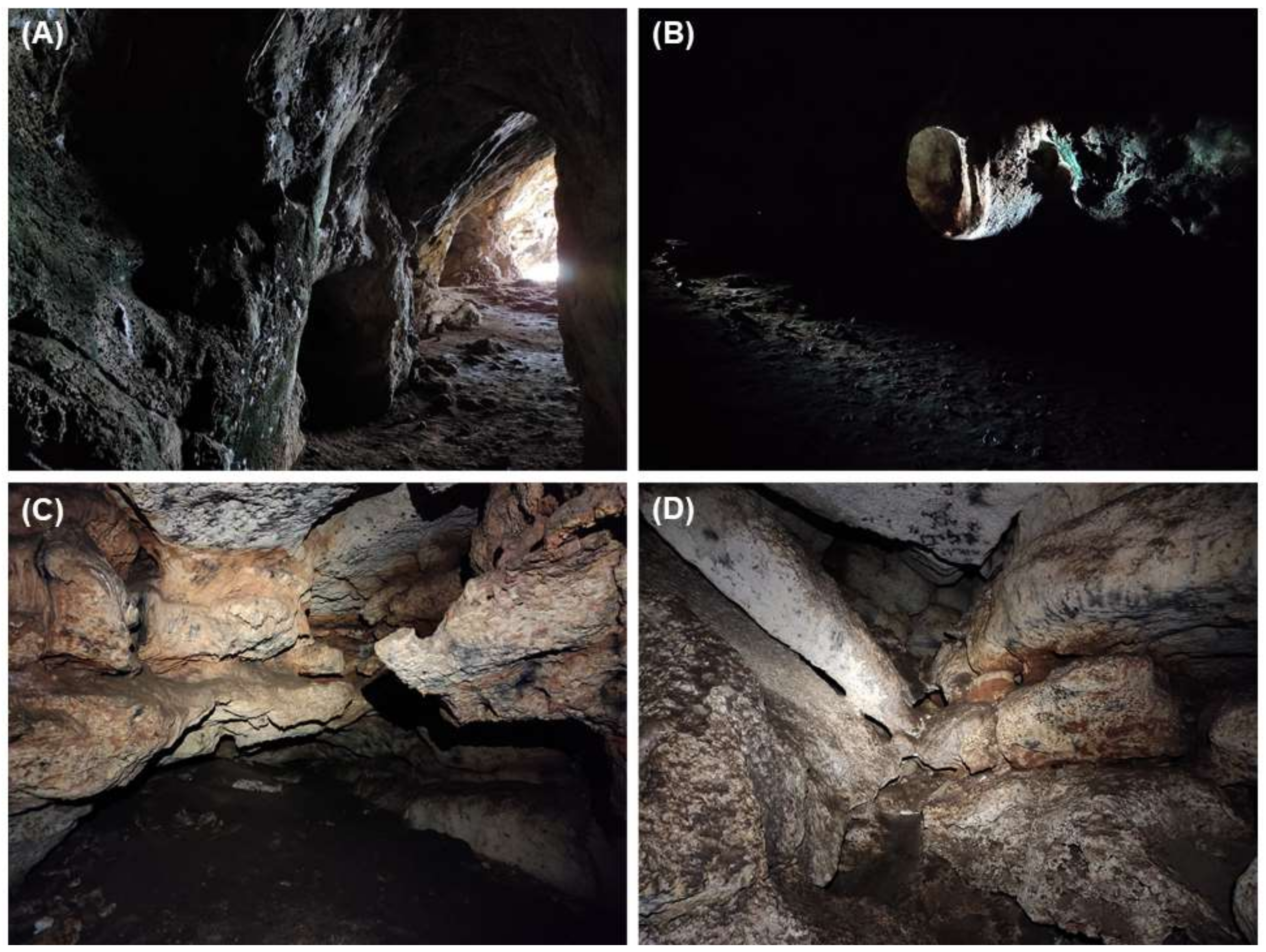 Diversity 13 00576 g002