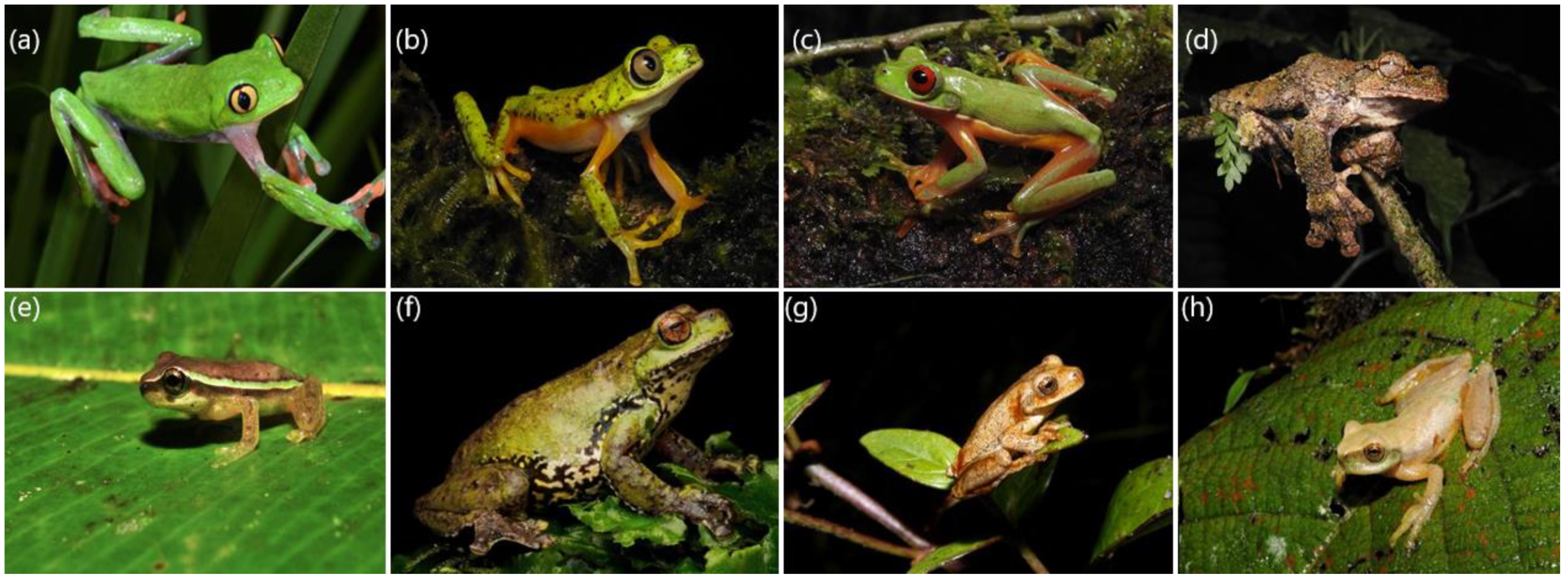 Diversity 13 00577 g002