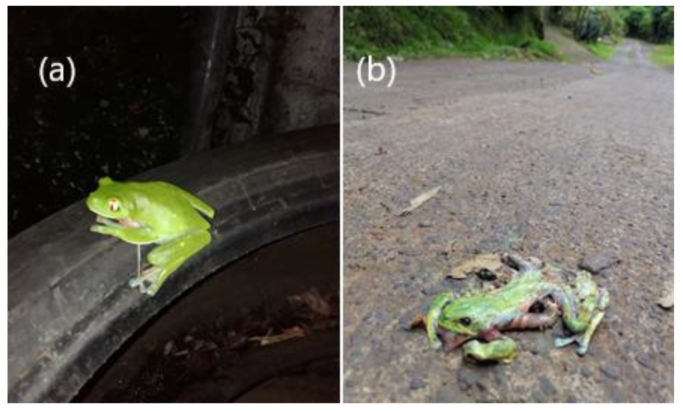 Diversity 13 00577 g005