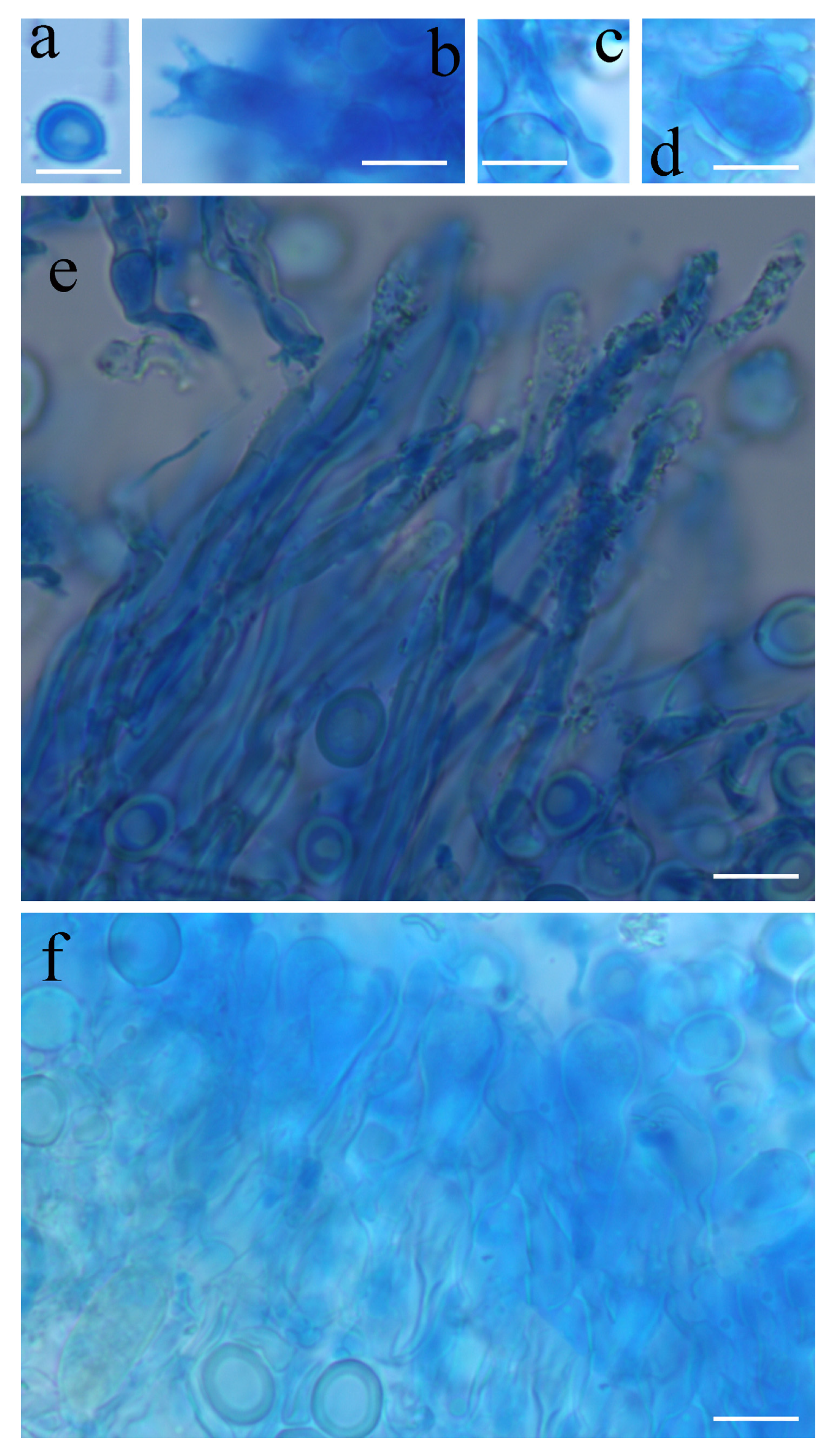 Diversity 13 00581 g007