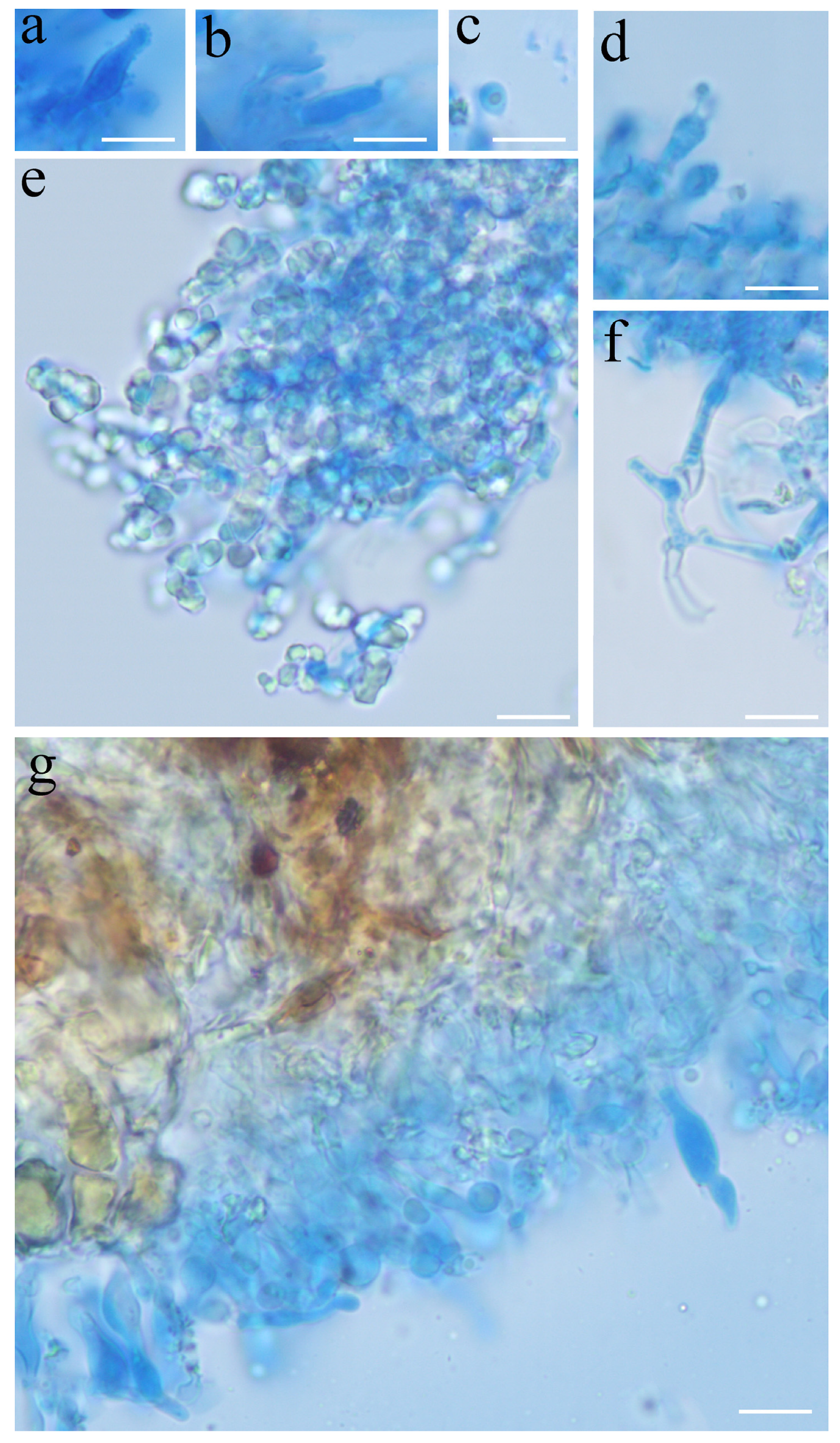 Diversity 13 00581 g010