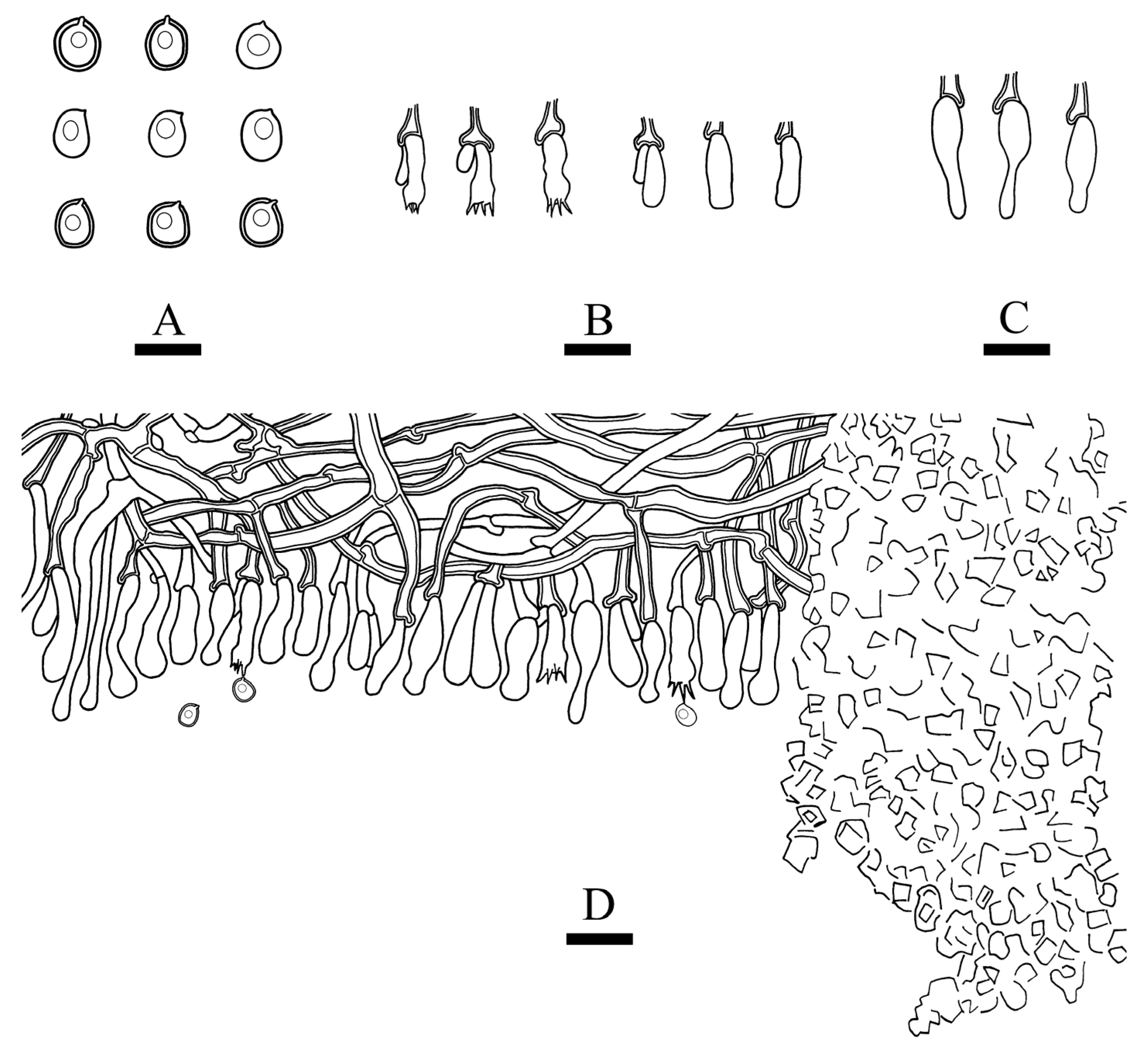 Diversity 13 00581 g011
