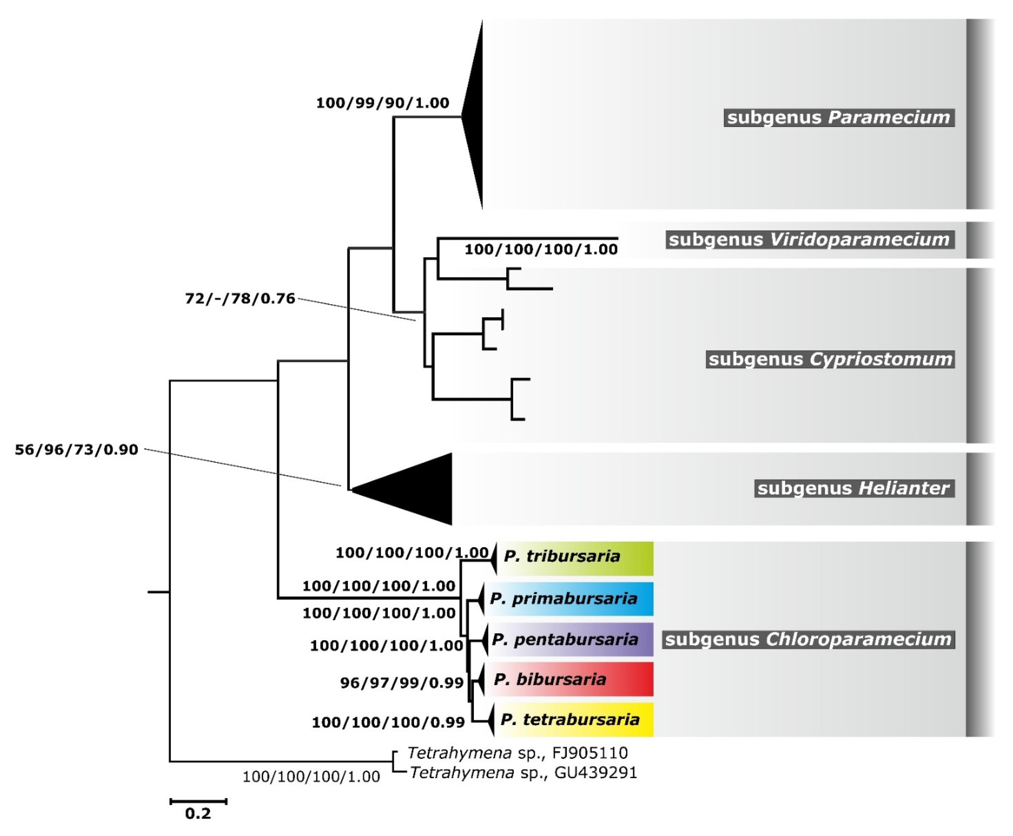 Diversity 13 00589 g002