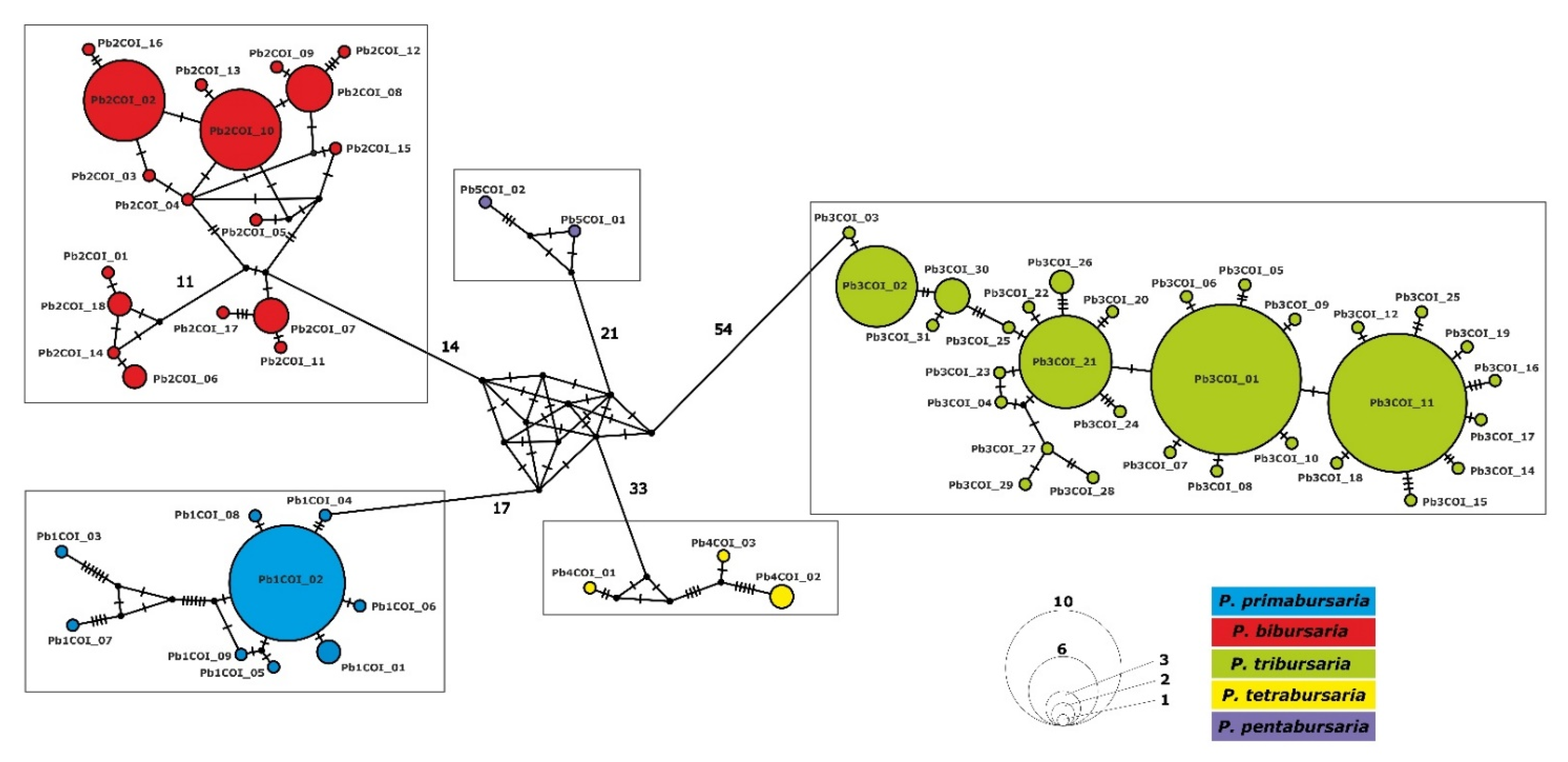 Diversity 13 00589 g003