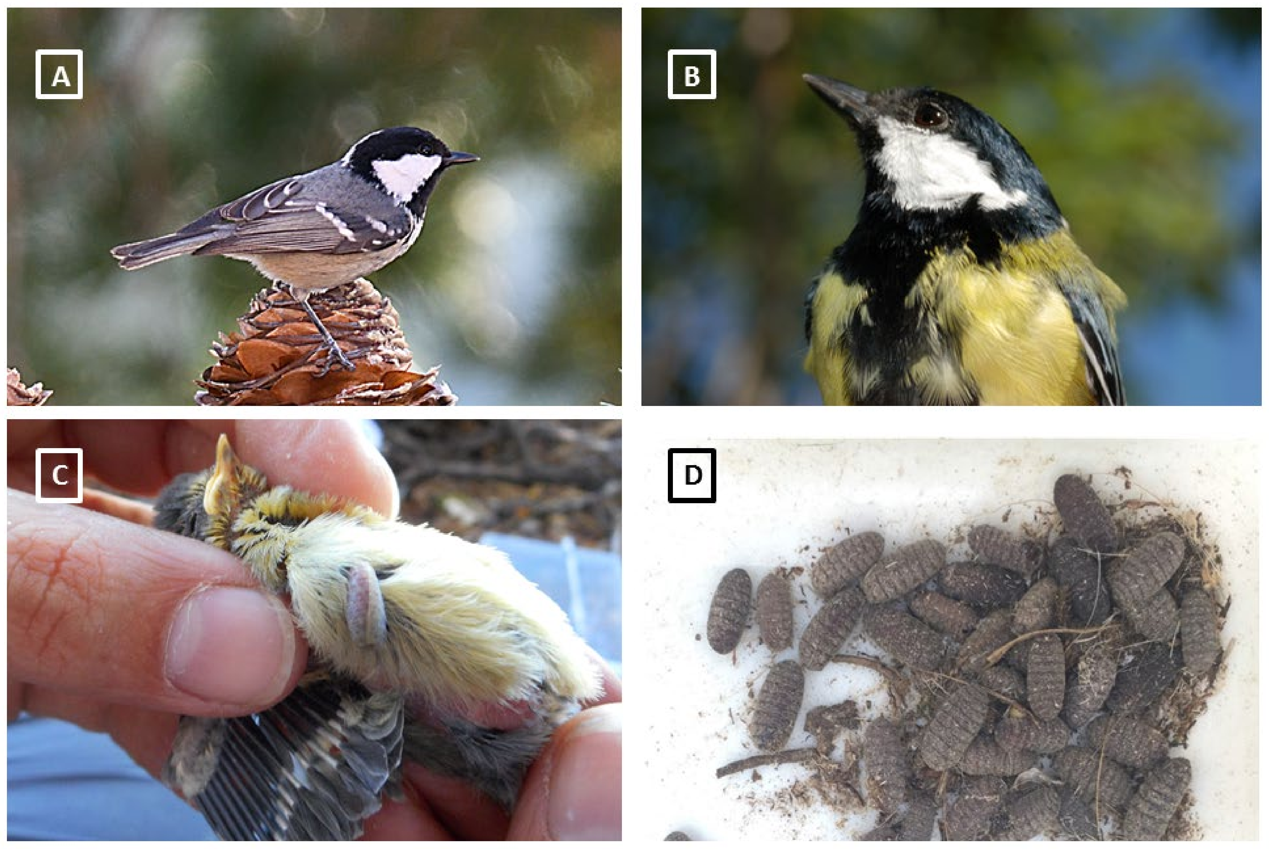 Diversity 13 00591 g001