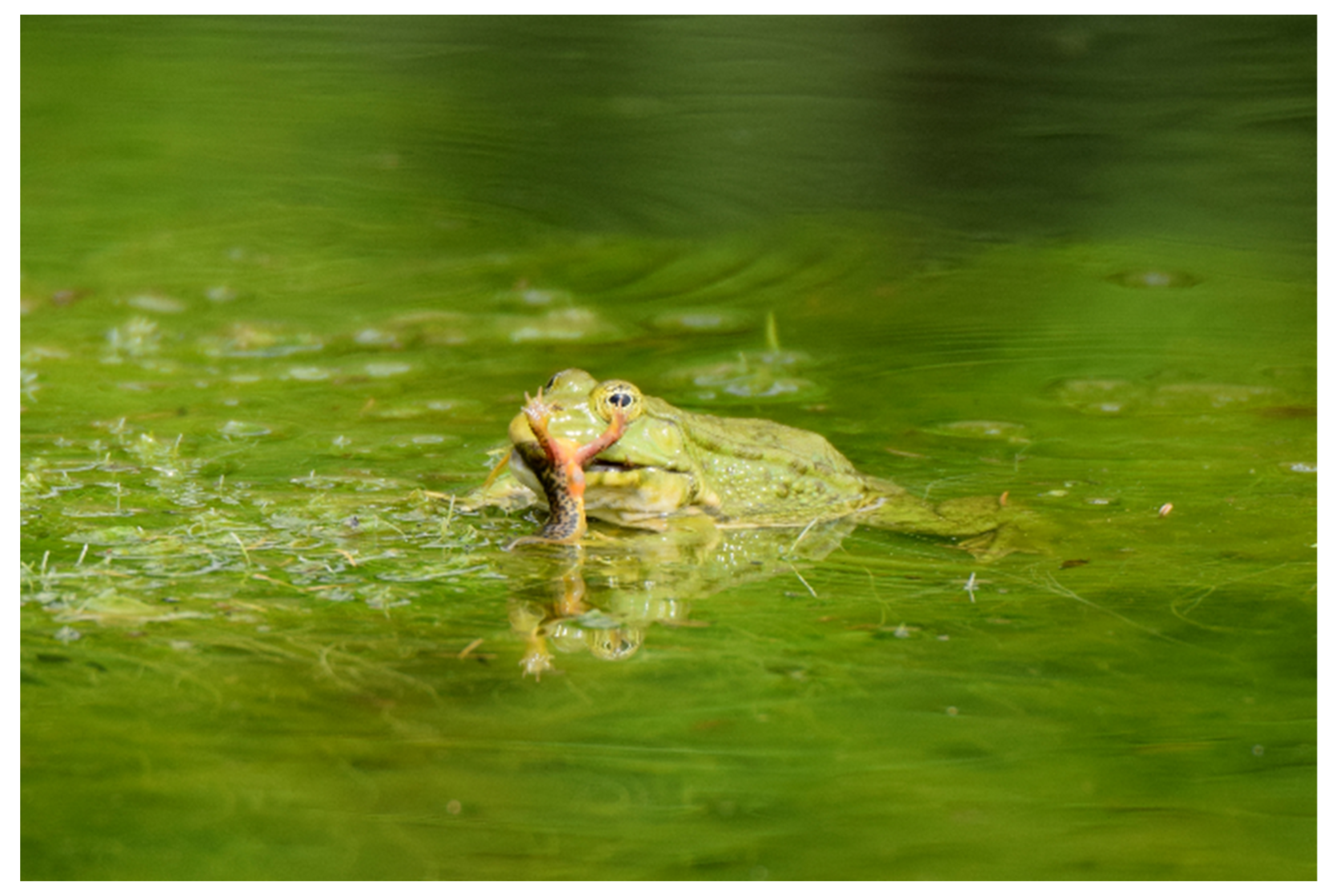 Diversity 13 00595 g001