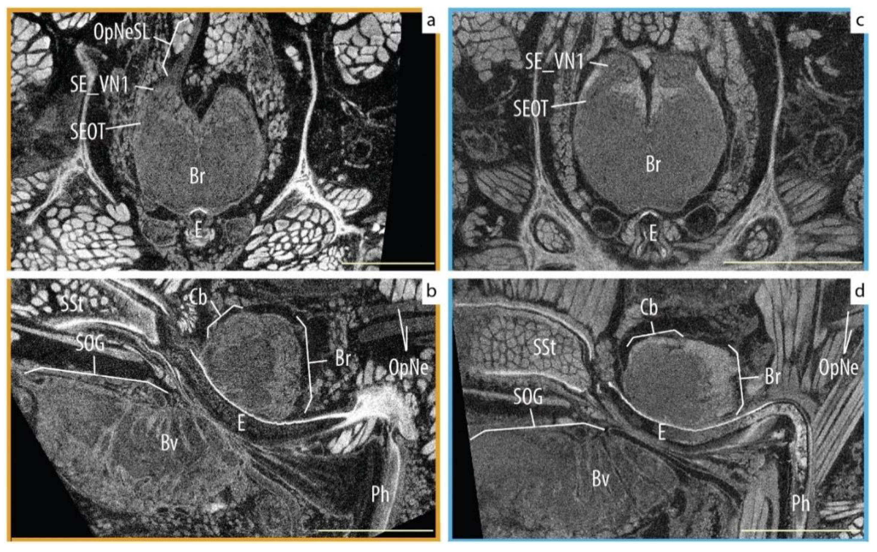 Diversity 13 00601 g003