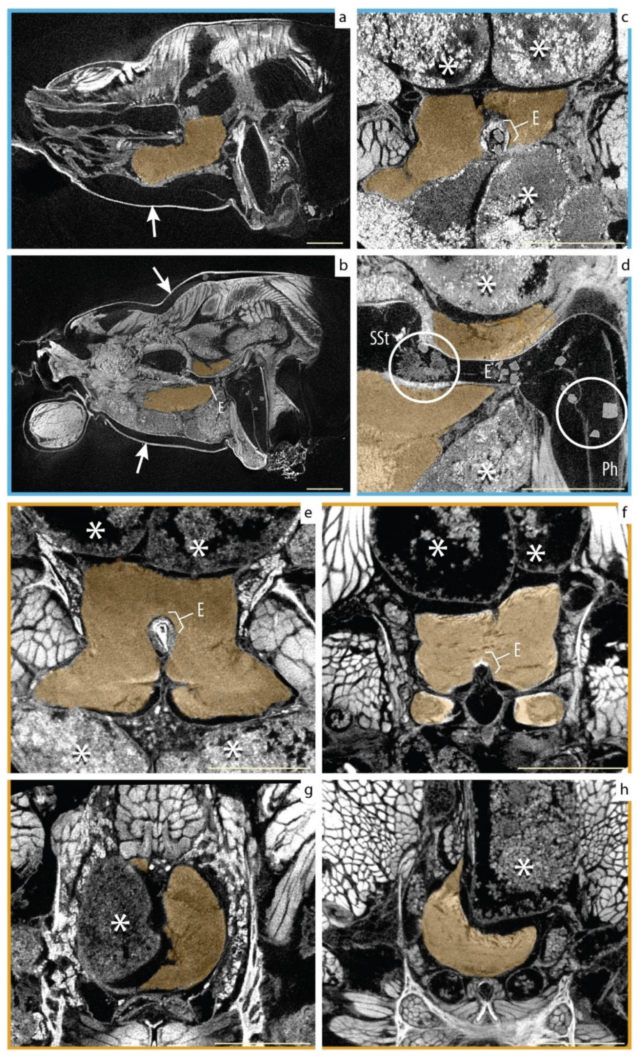 Diversity 13 00601 g004