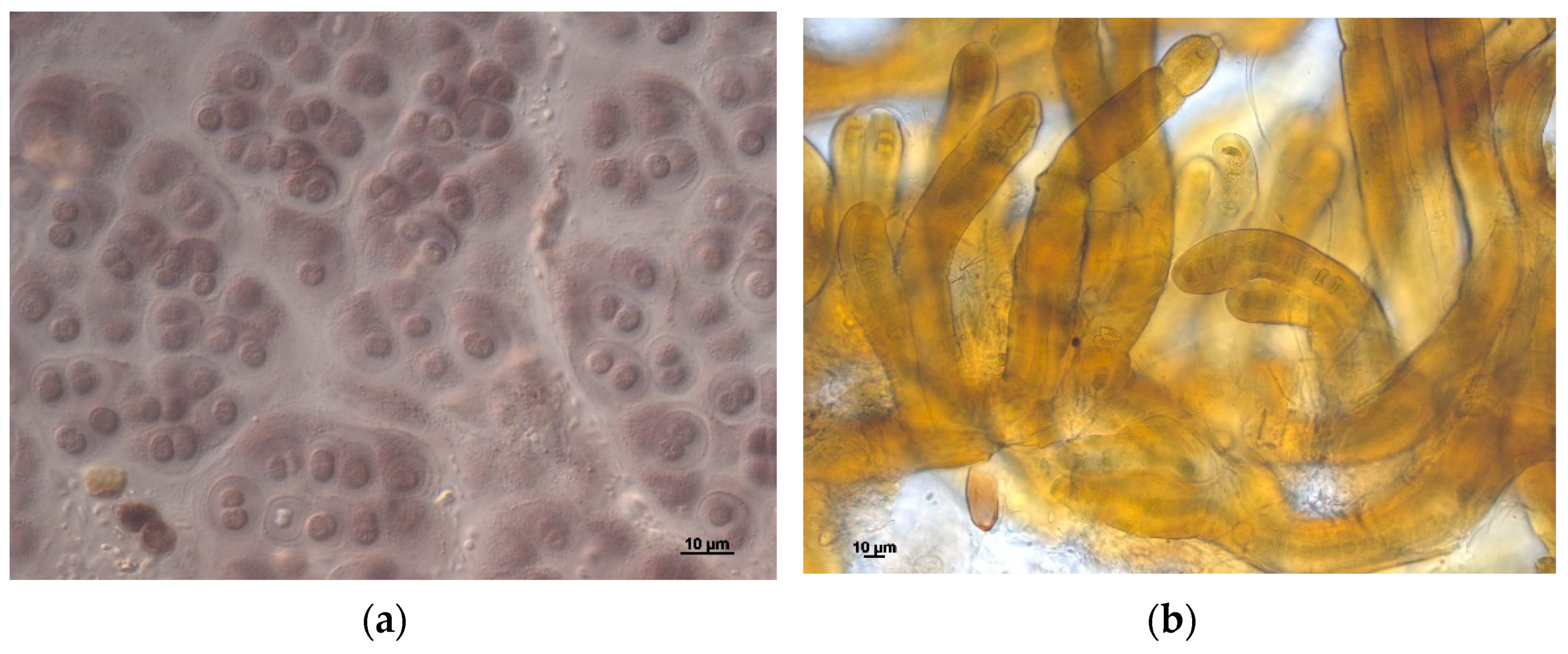 Diversity 13 00607 g005