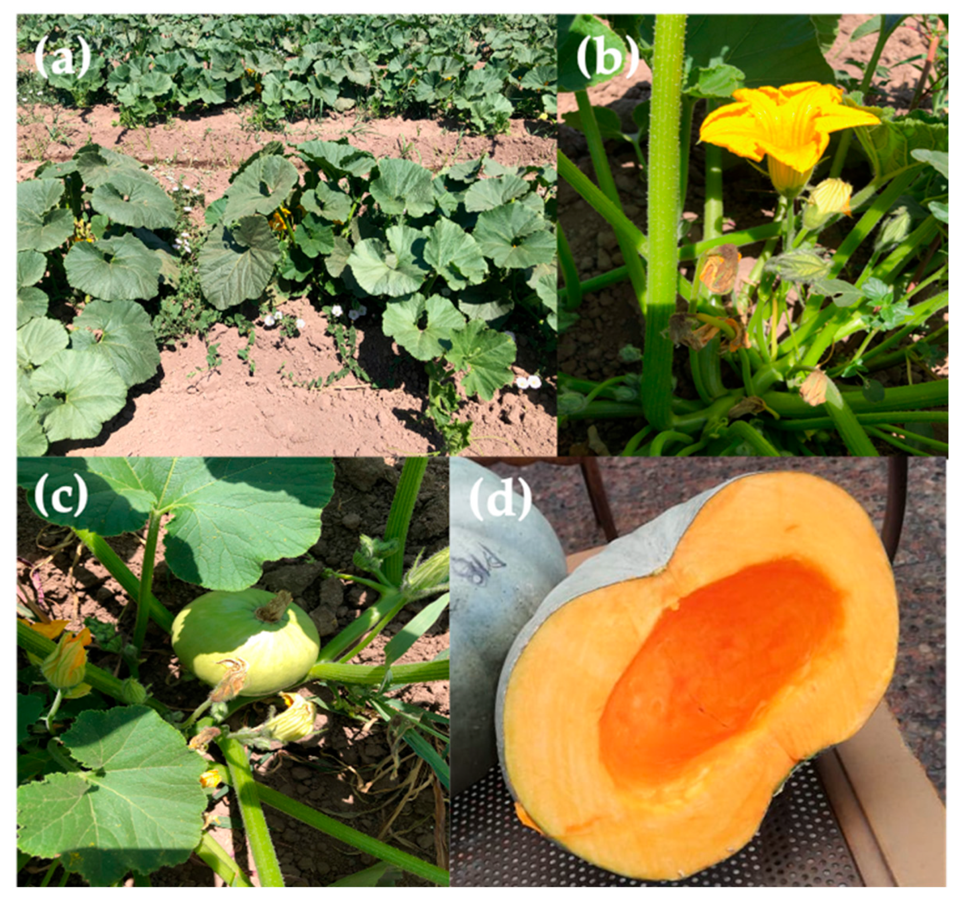 Diversity 13 00608 g001 Diversity 13 00608 g001