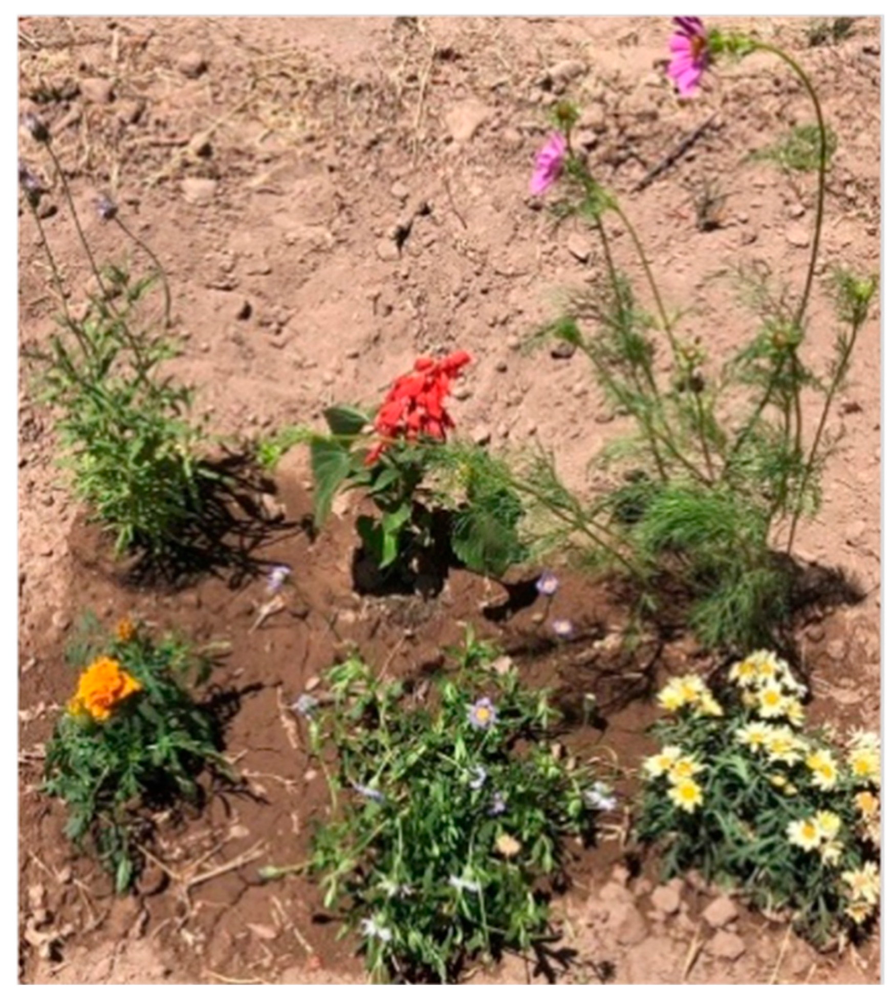 Diversity 13 00608 g002 Diversity 13 00608 g002