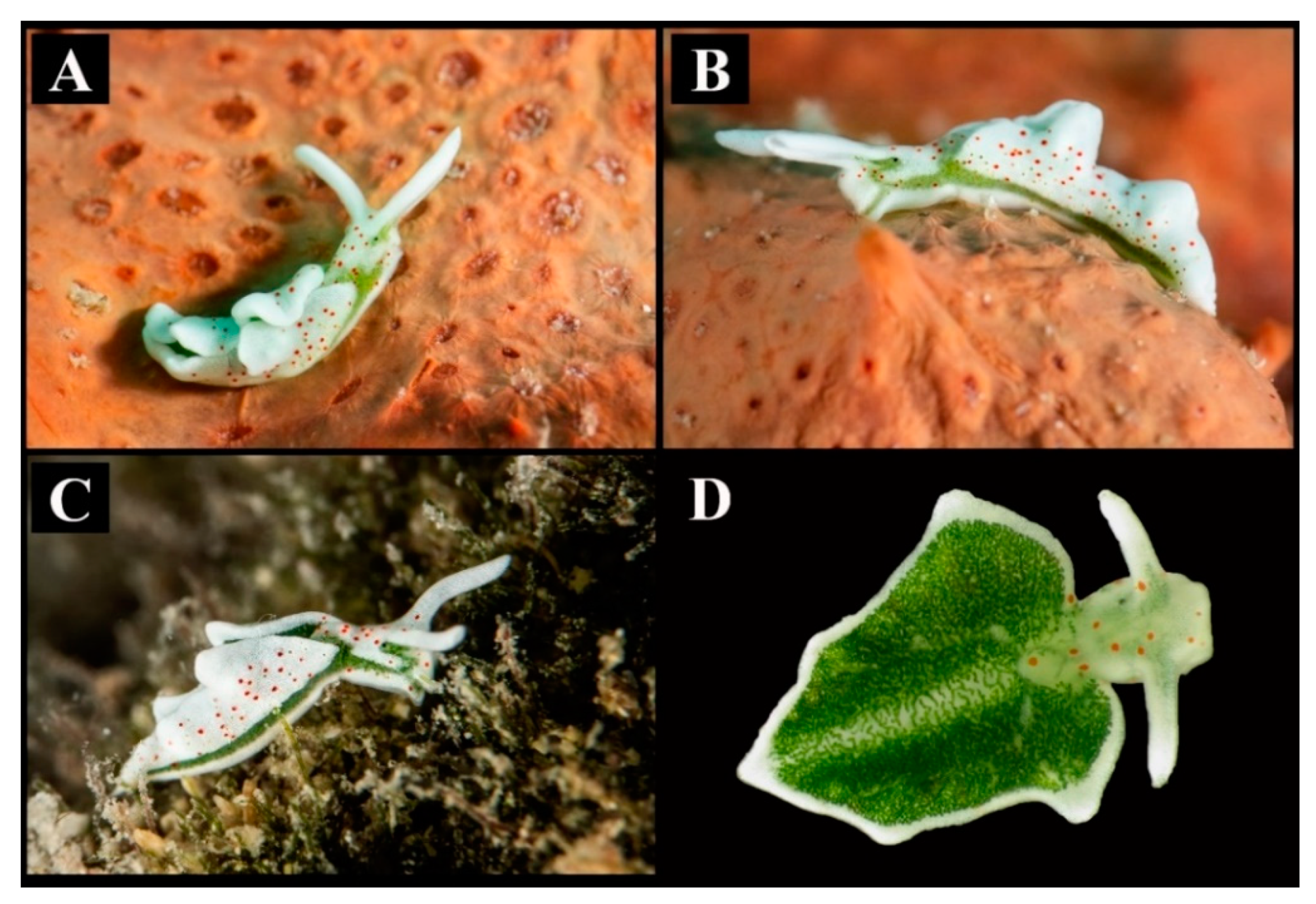 Diversity 13 00613 g001