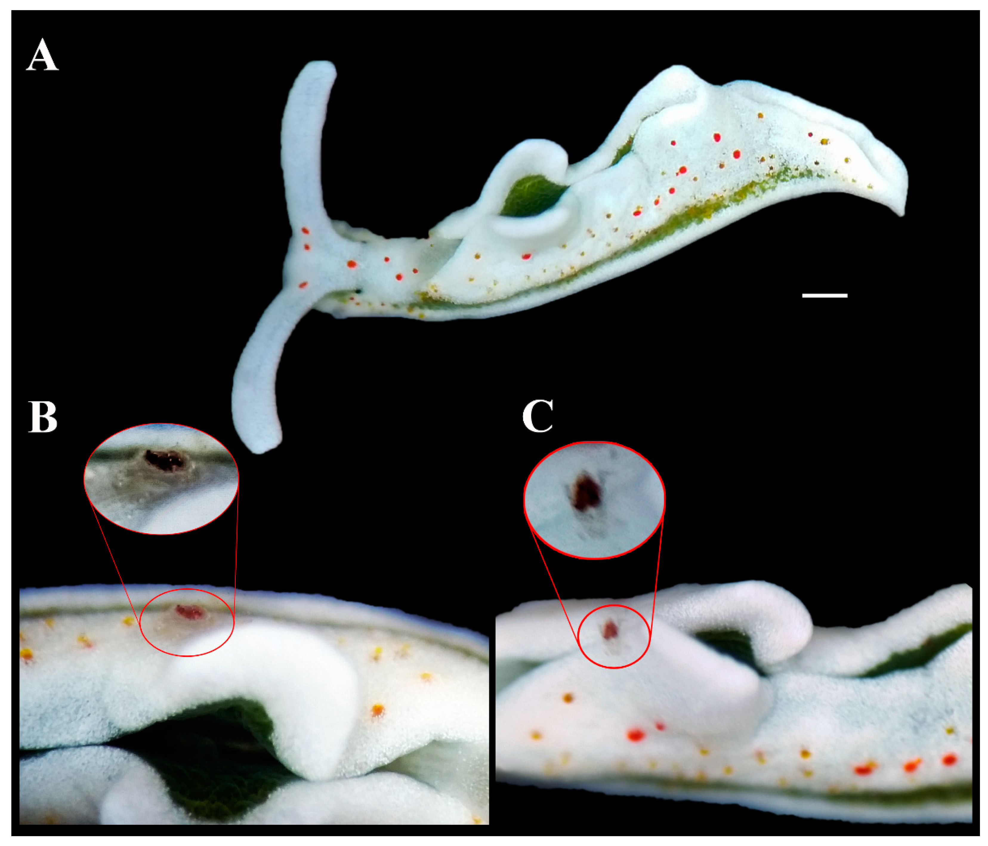 Diversity 13 00613 g002