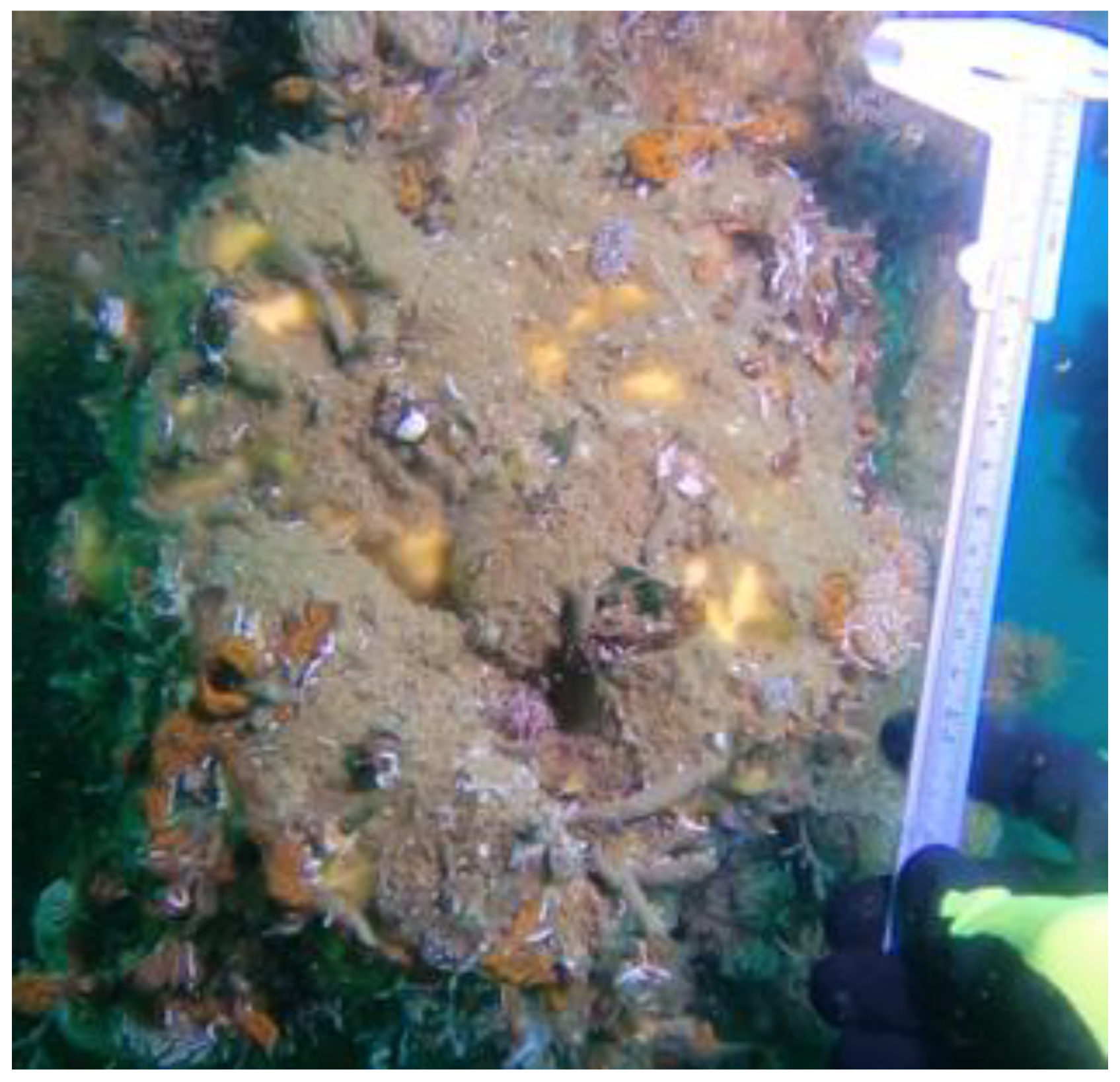 Diversity 13 00615 g002 Diversity 13 00615 g002