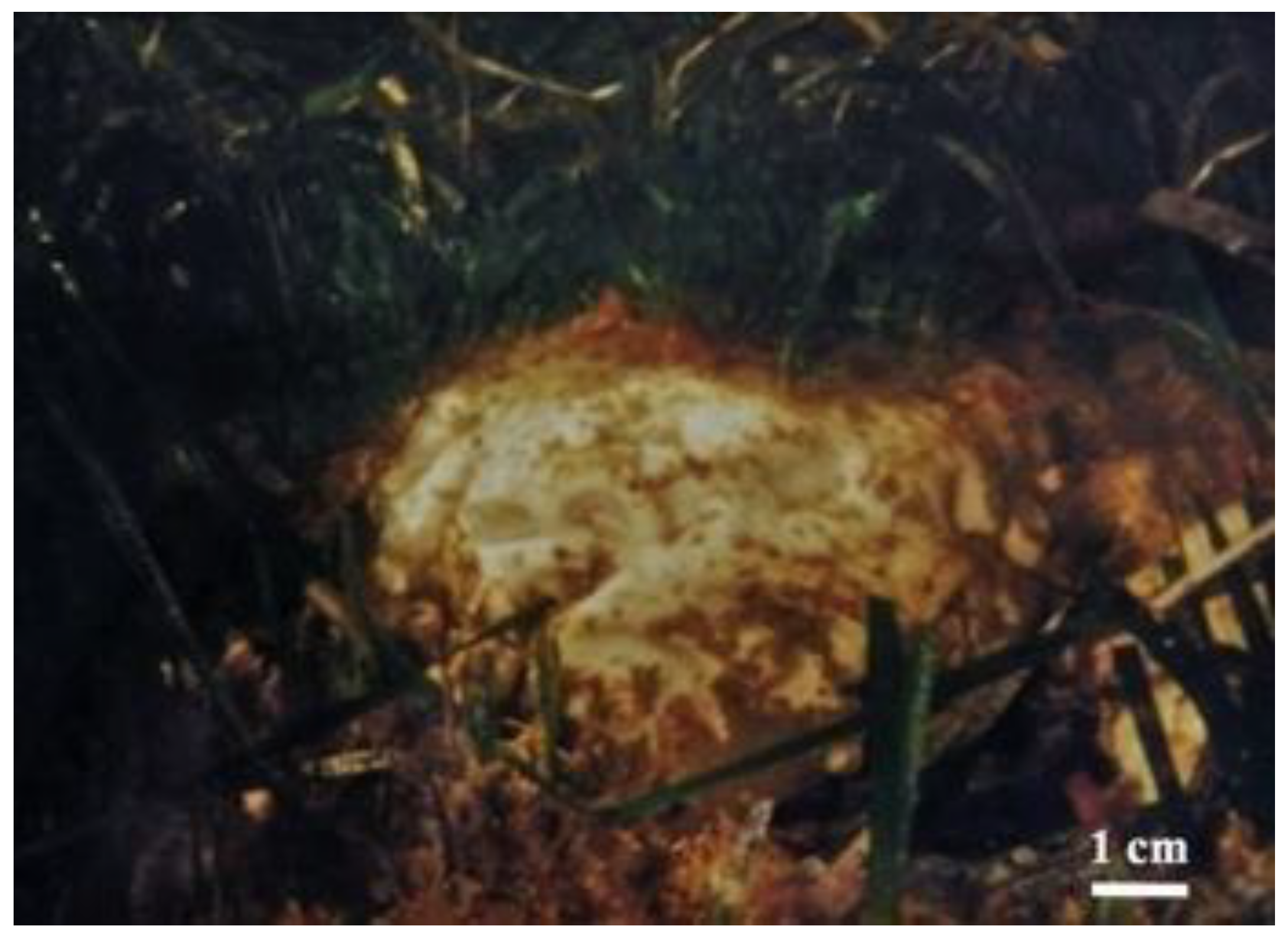 Diversity 13 00615 g003 Diversity 13 00615 g003