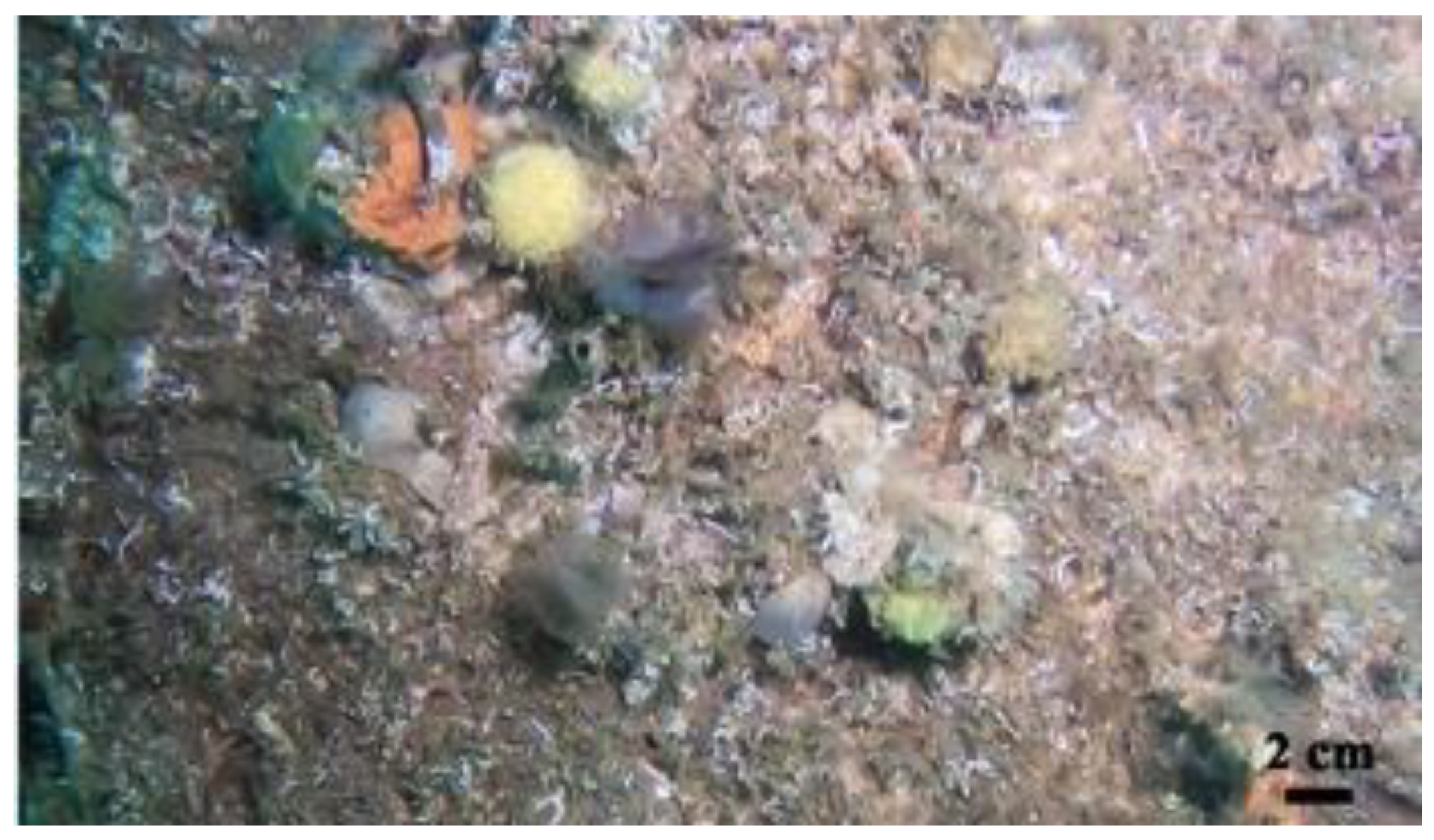 Diversity 13 00615 g007 Diversity 13 00615 g007