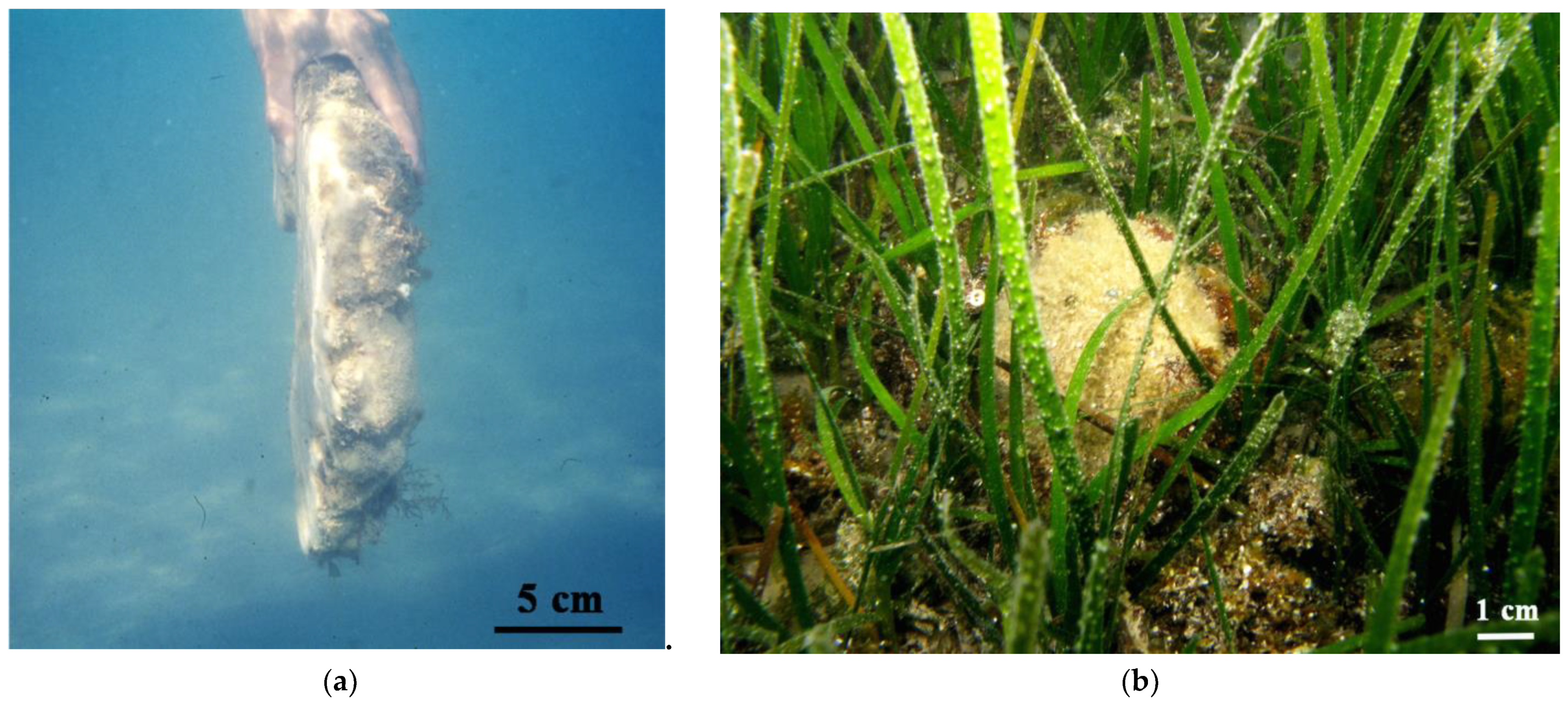 Diversity 13 00615 g009 Diversity 13 00615 g009