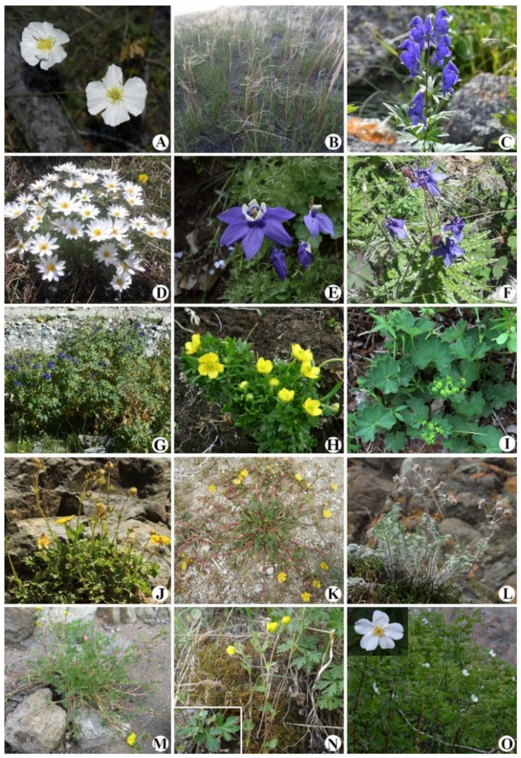 Diversity 13 00619 g0a2 Diversity 13 00619 g0a2