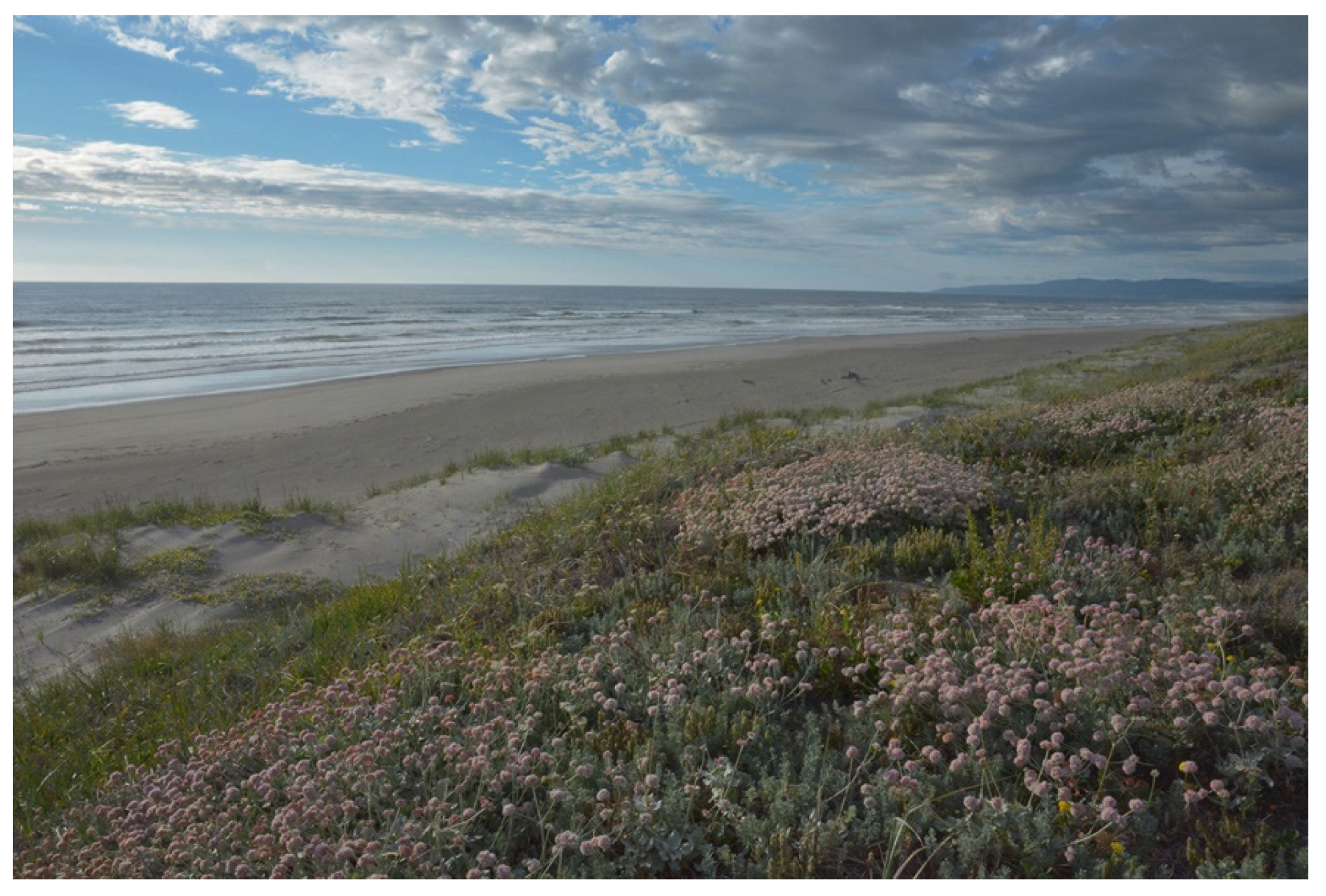 Diversity 13 00629 g002