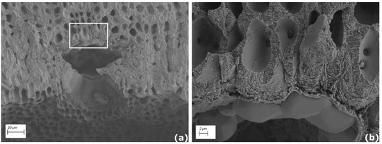 Diversity 13 00640 g0a1 550