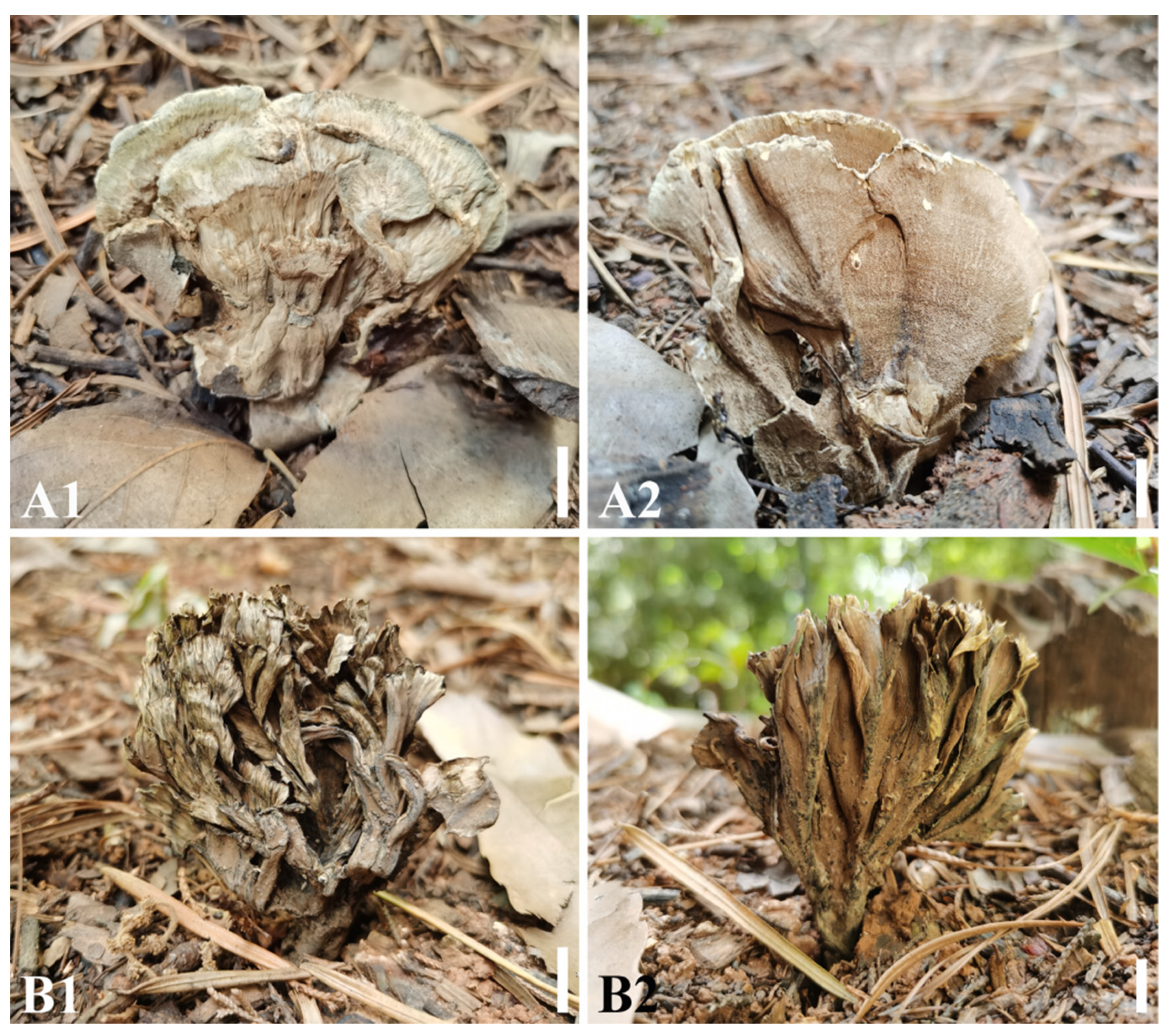 Diversity 13 00646 g007