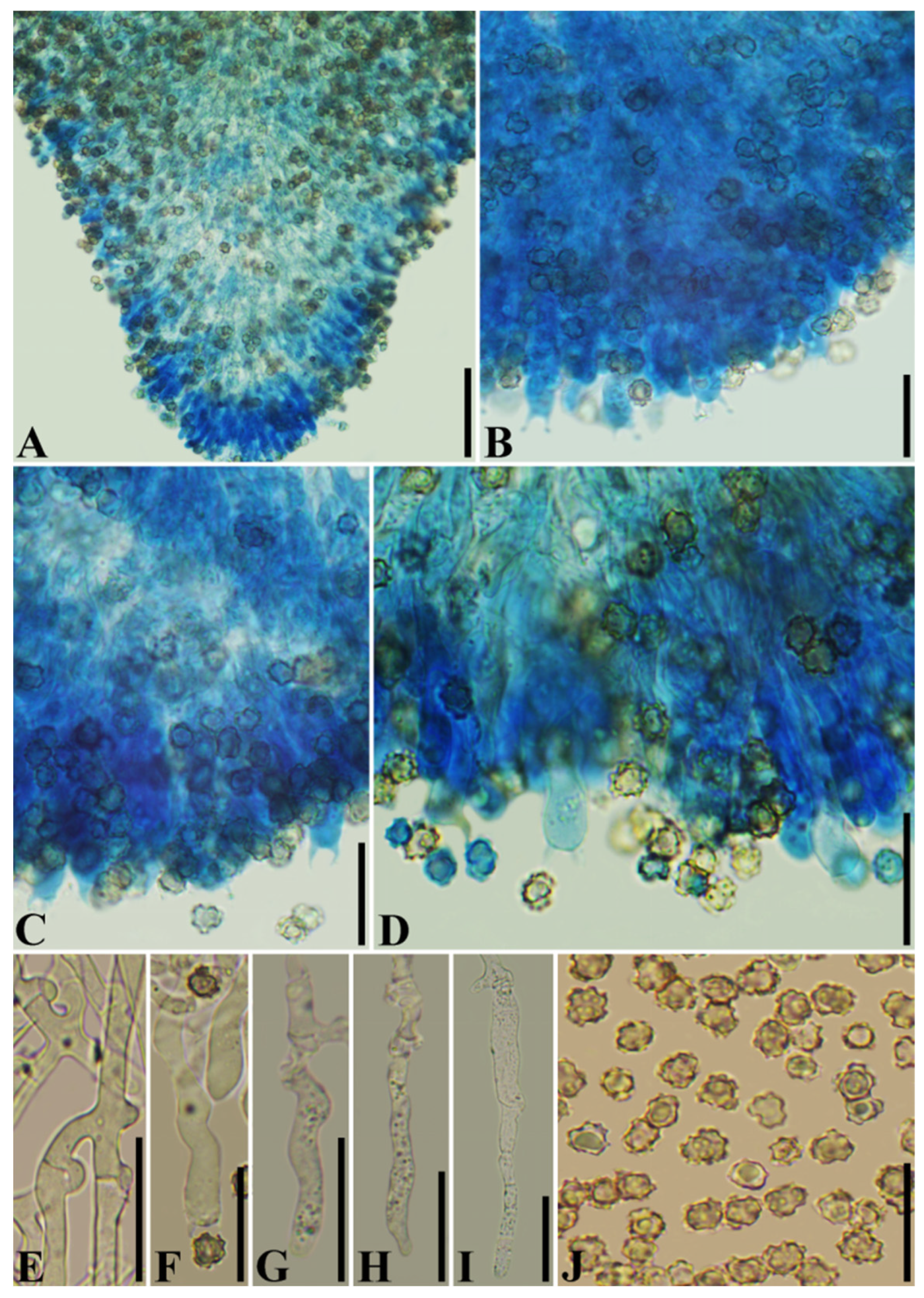 Diversity 13 00646 g008