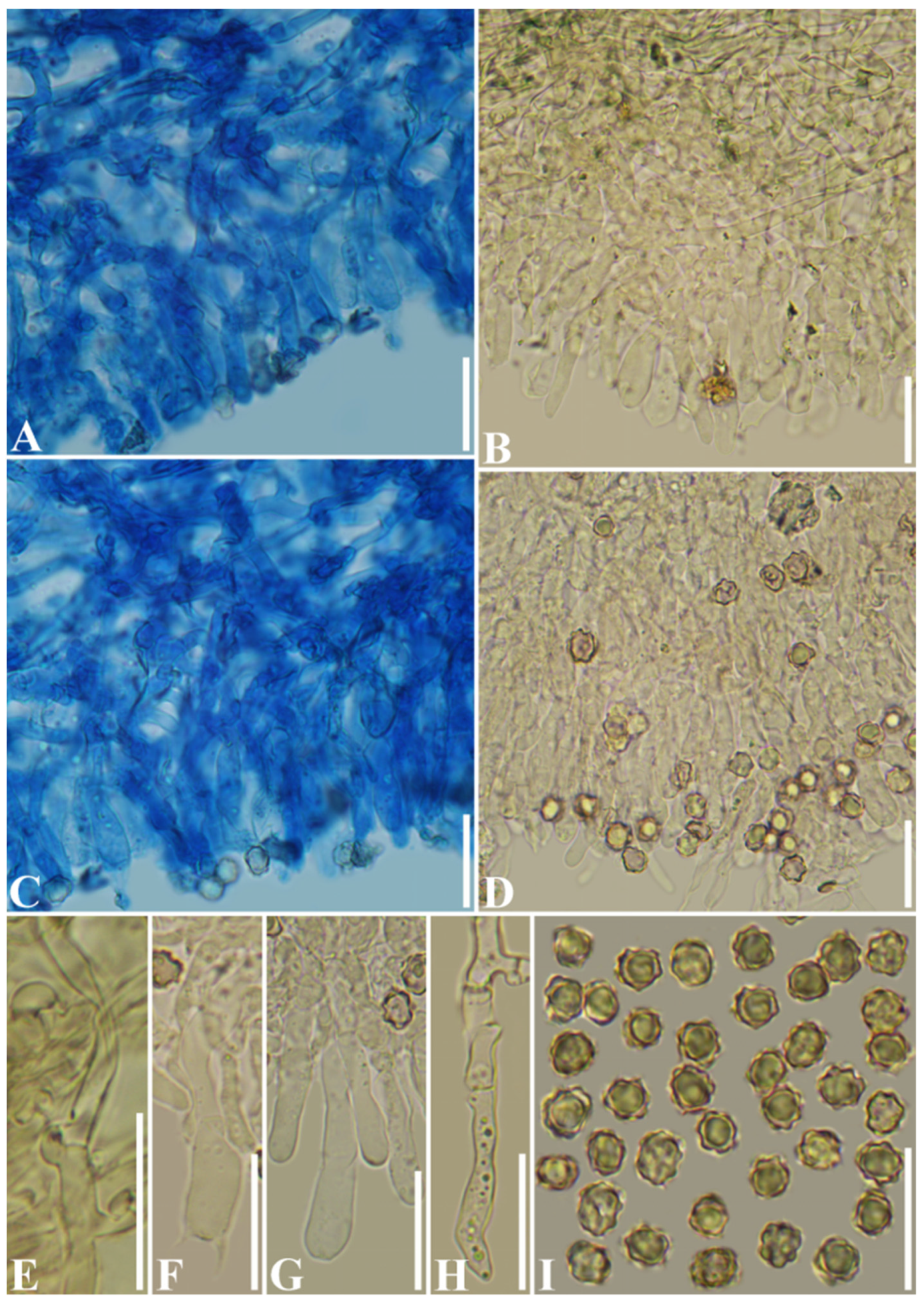 Diversity 13 00646 g009