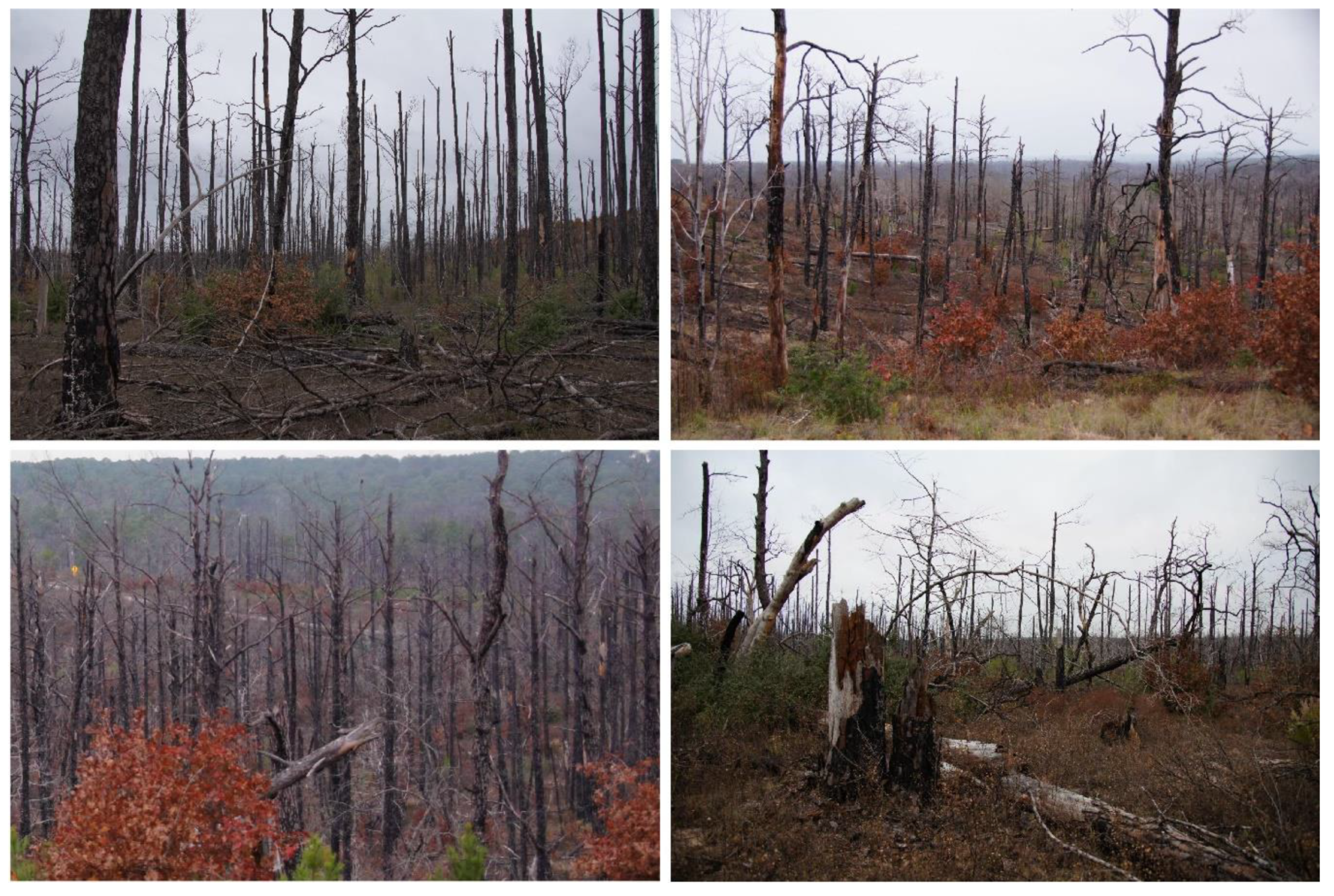 Diversity 13 00649 g001