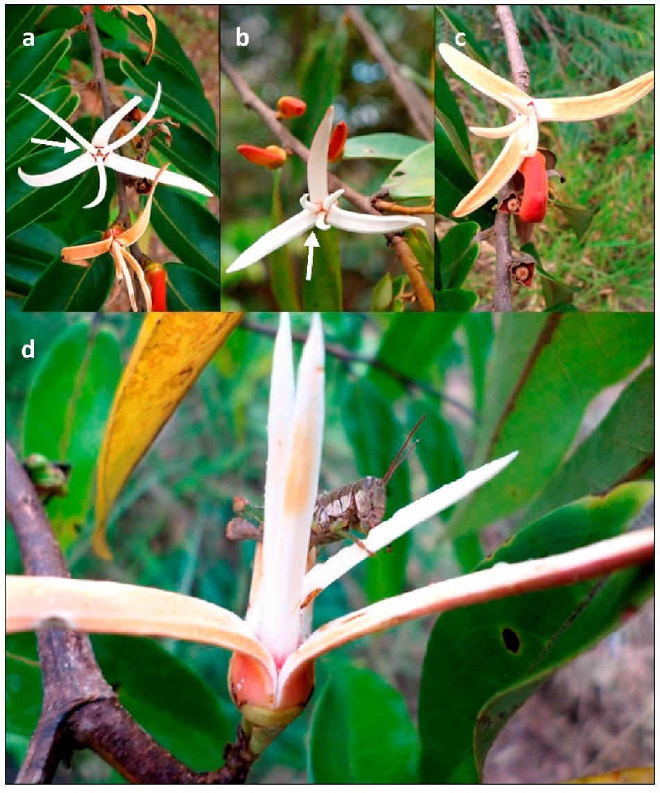 Diversity 13 00661 g004