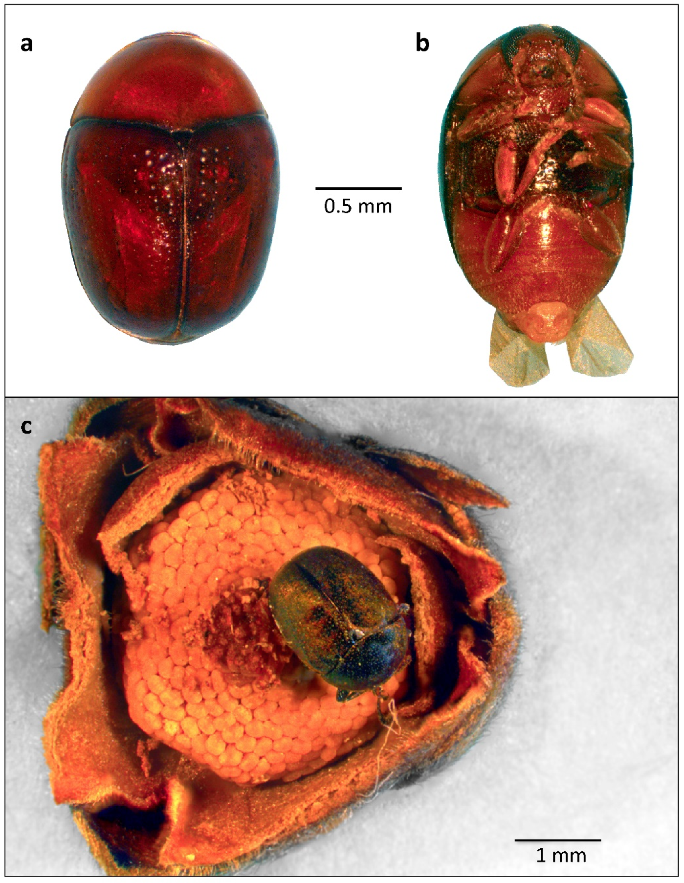 Diversity 13 00661 g010