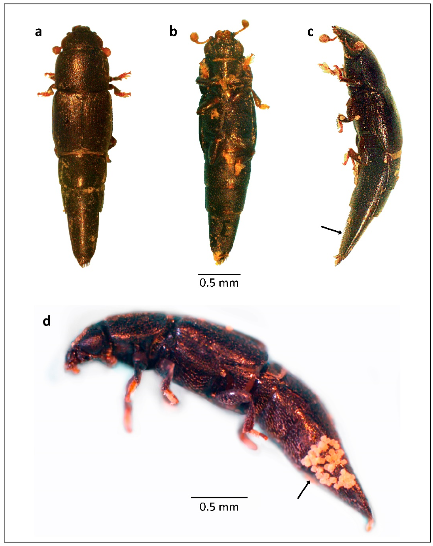 Diversity 13 00661 g011