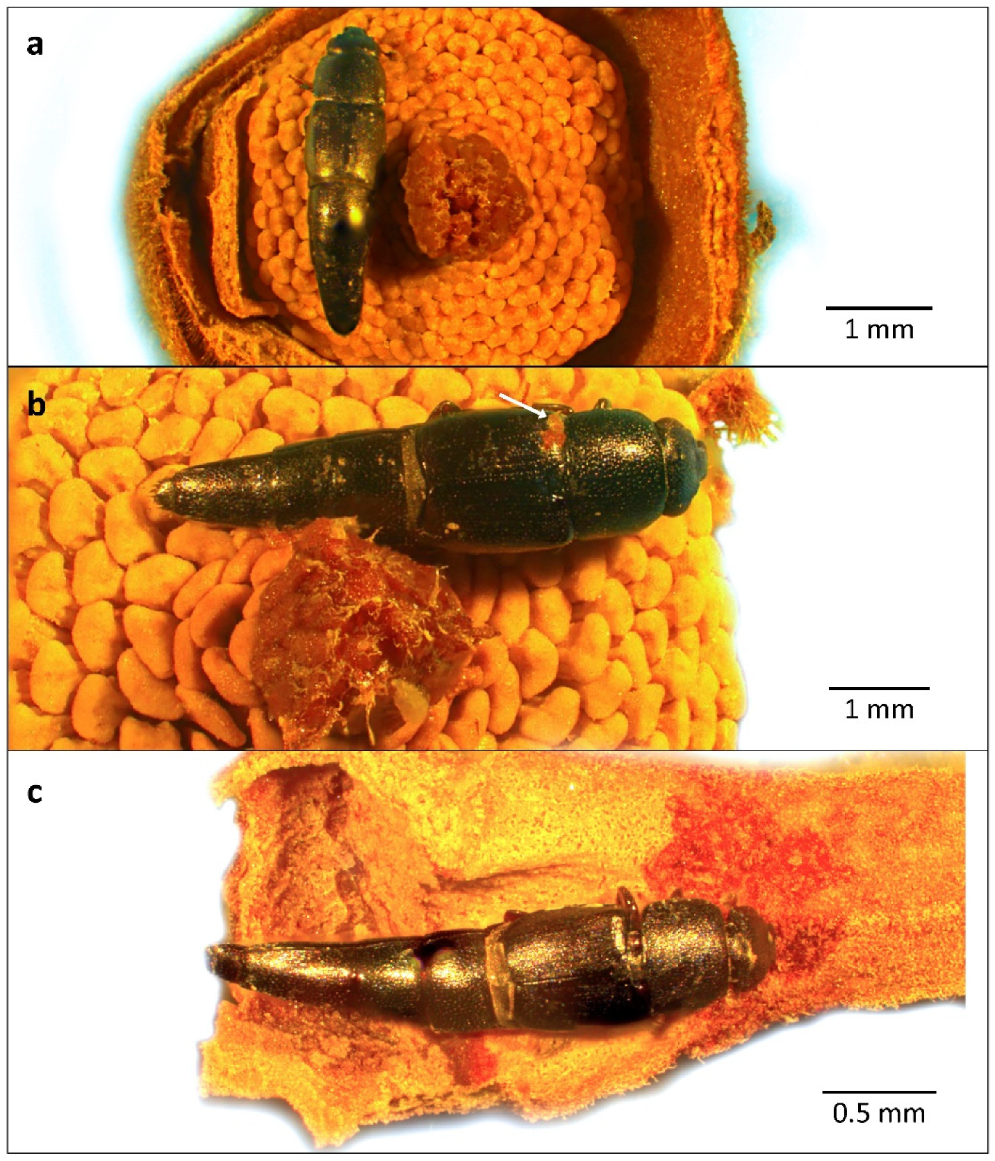 Diversity 13 00661 g012