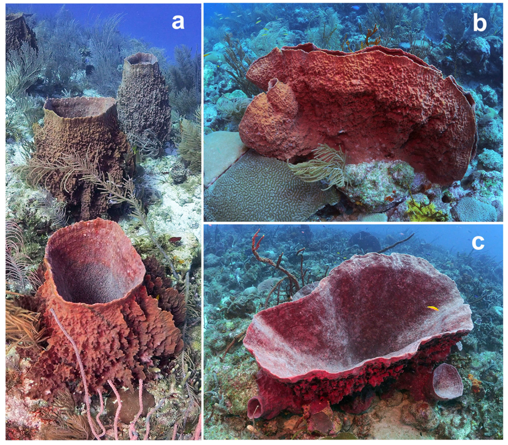 Diversity 13 00663 g001