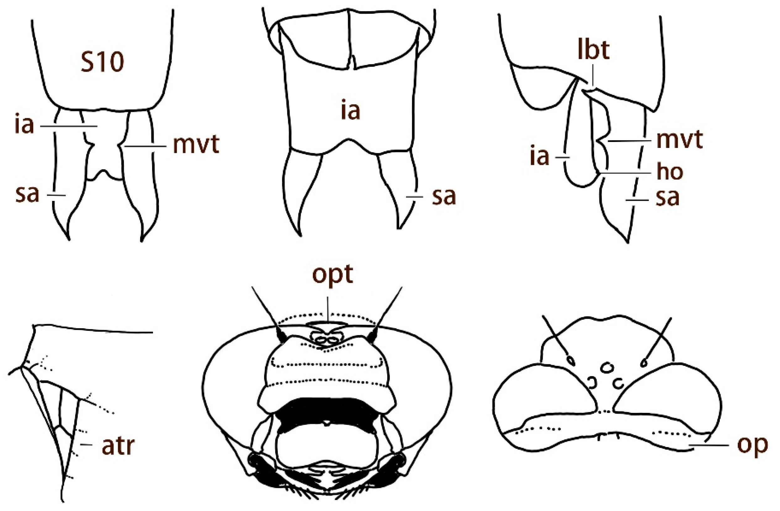 Diversity 13 00667 g003