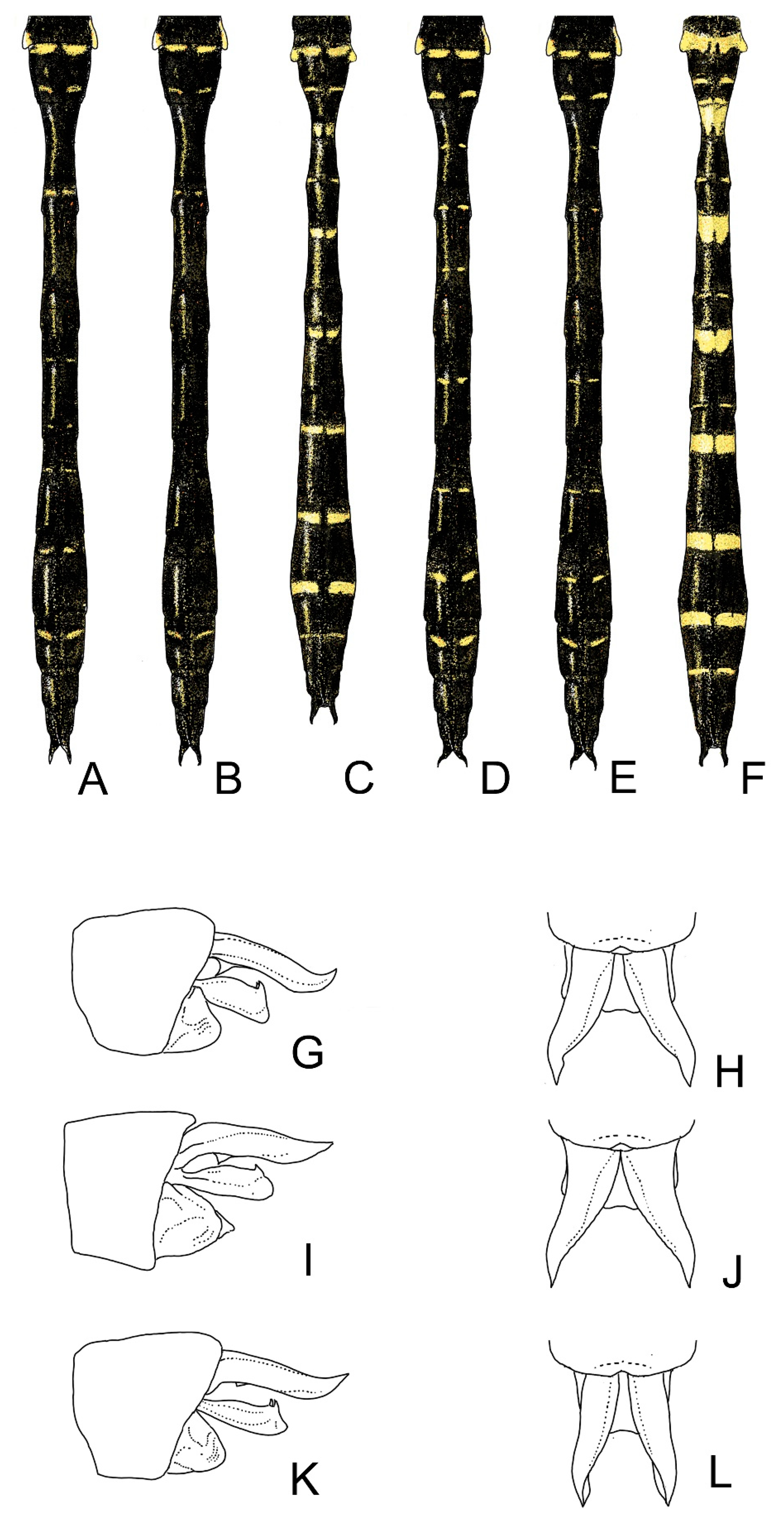 Diversity 13 00667 g008