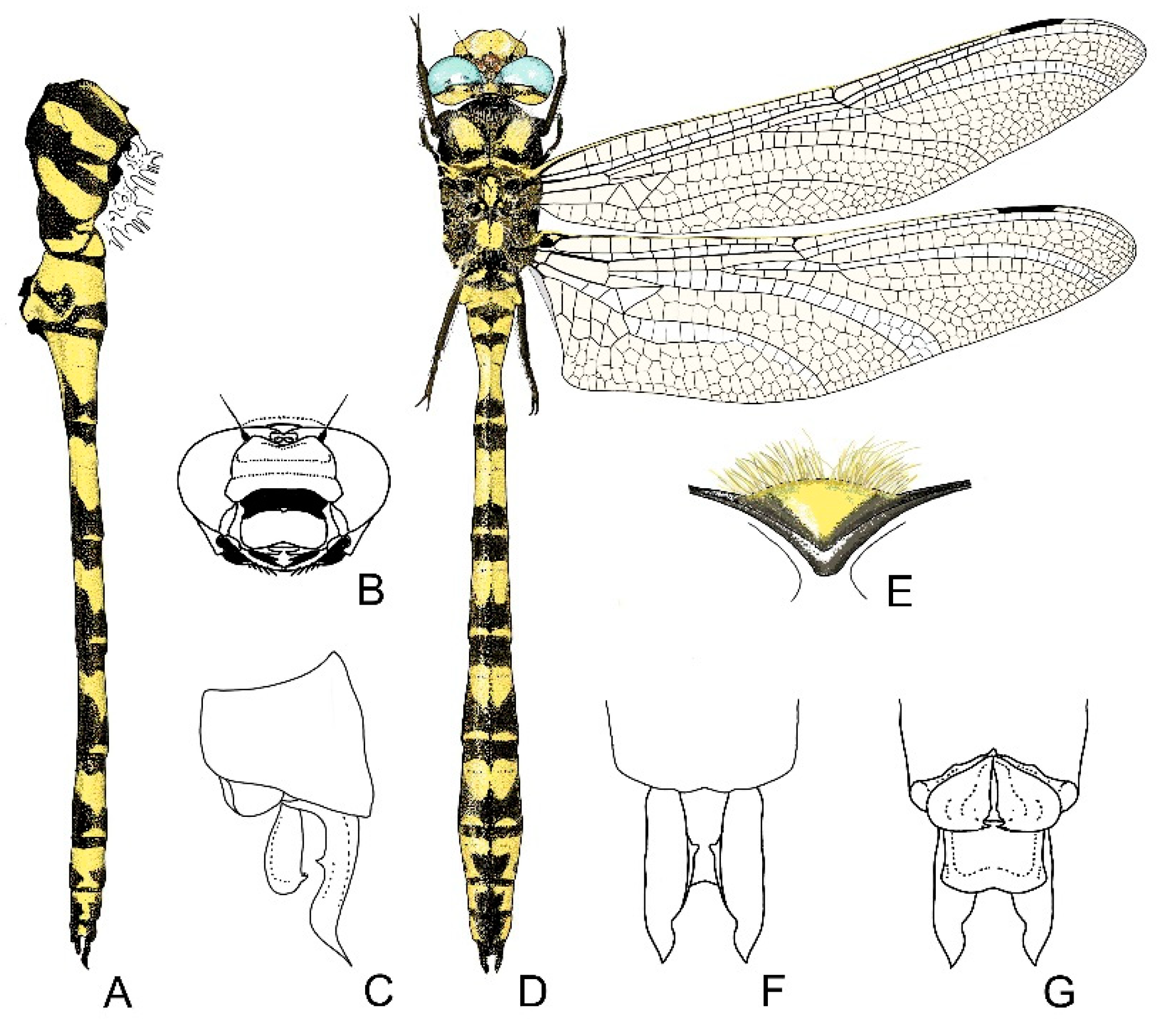 Diversity 13 00667 g011