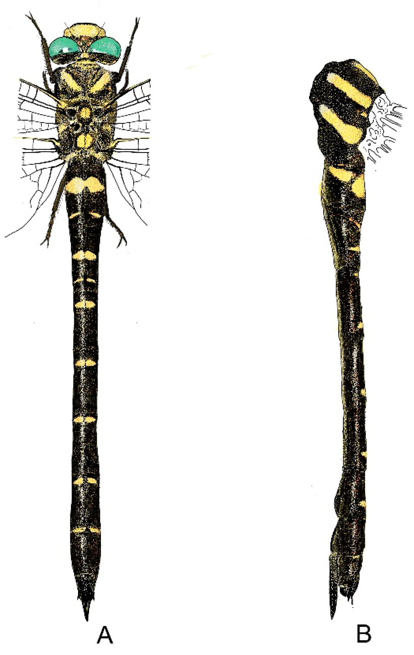 Diversity 13 00667 g019