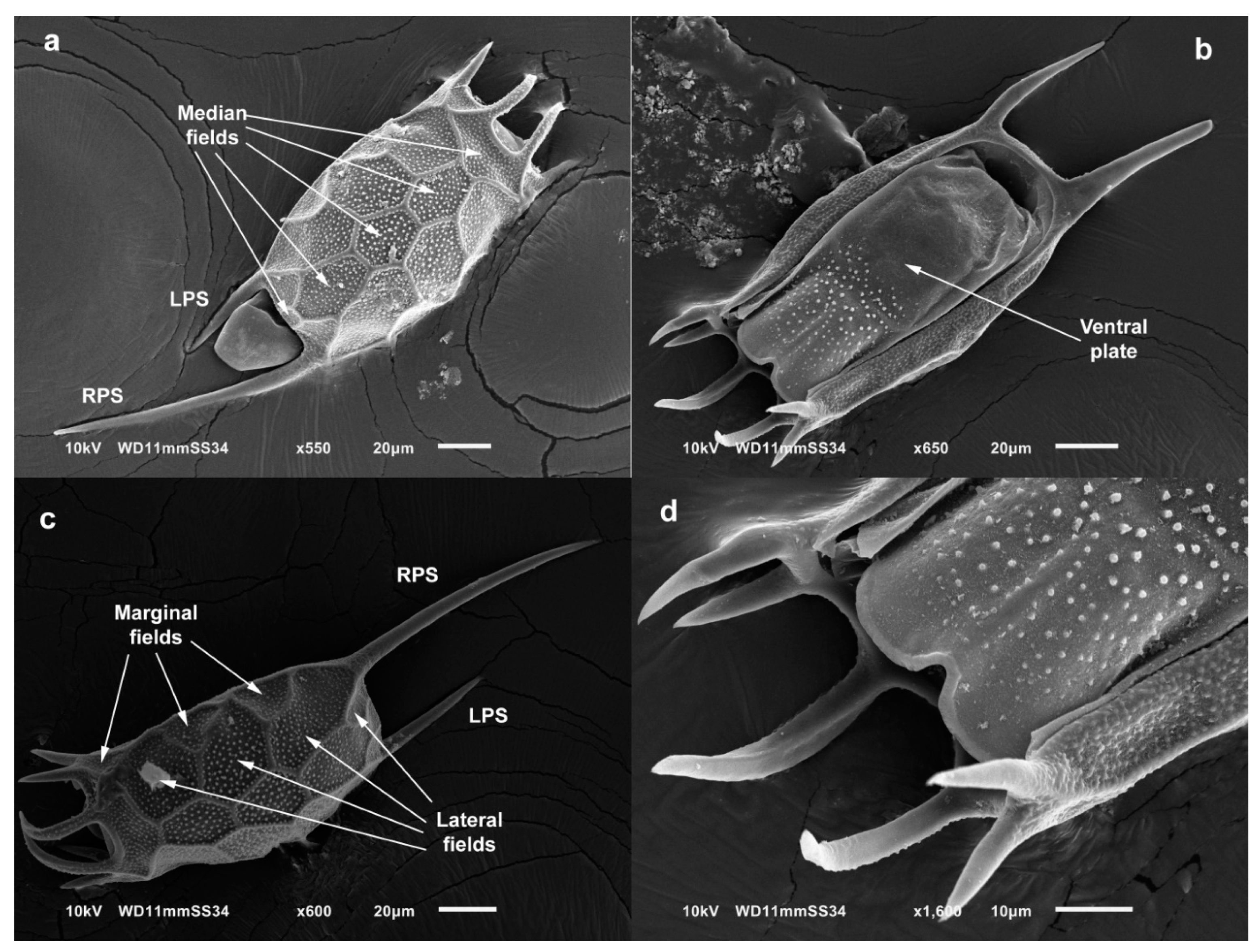Diversity 13 00676 g006 Diversity 13 00676 g006
