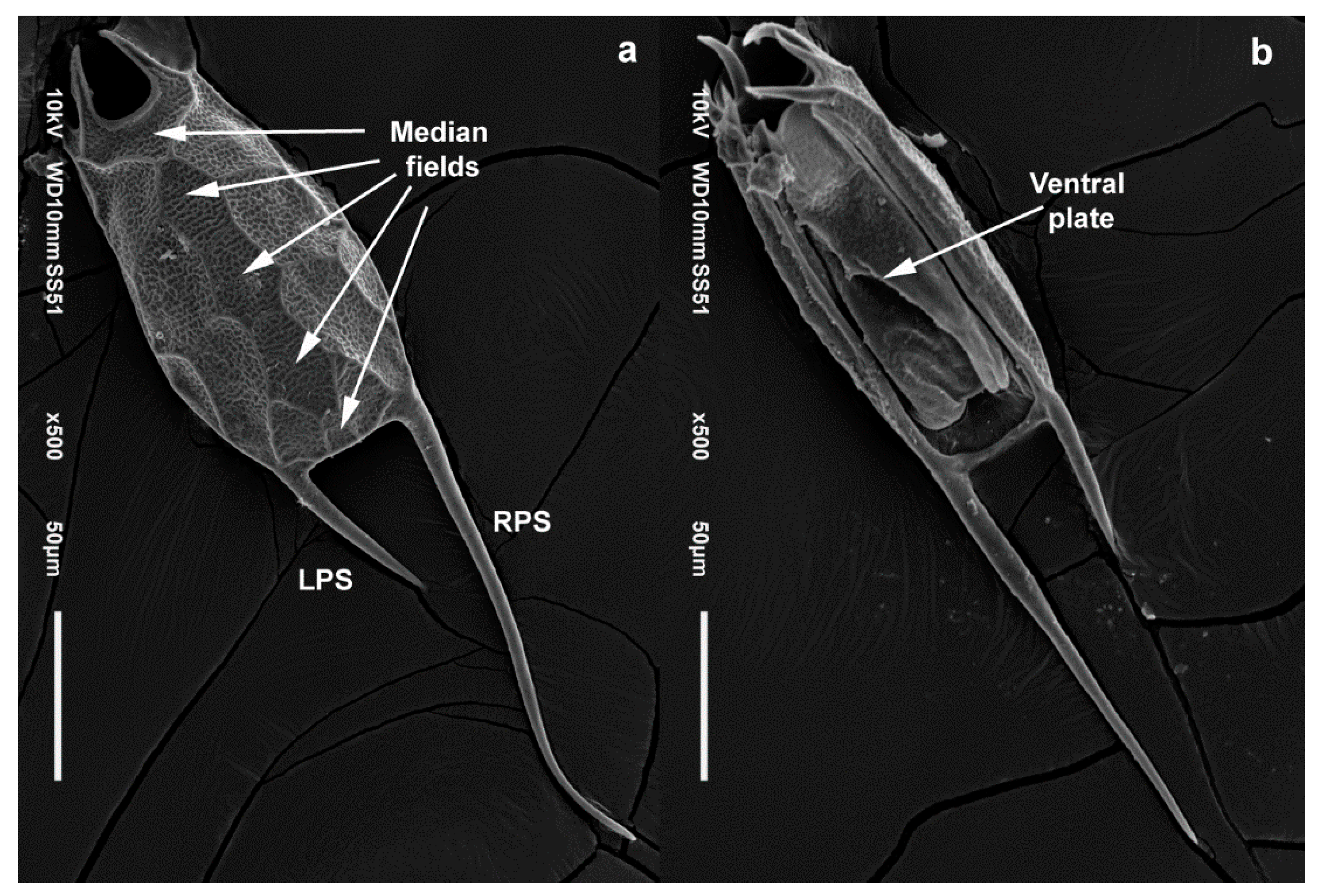 Diversity 13 00676 g008 Diversity 13 00676 g008