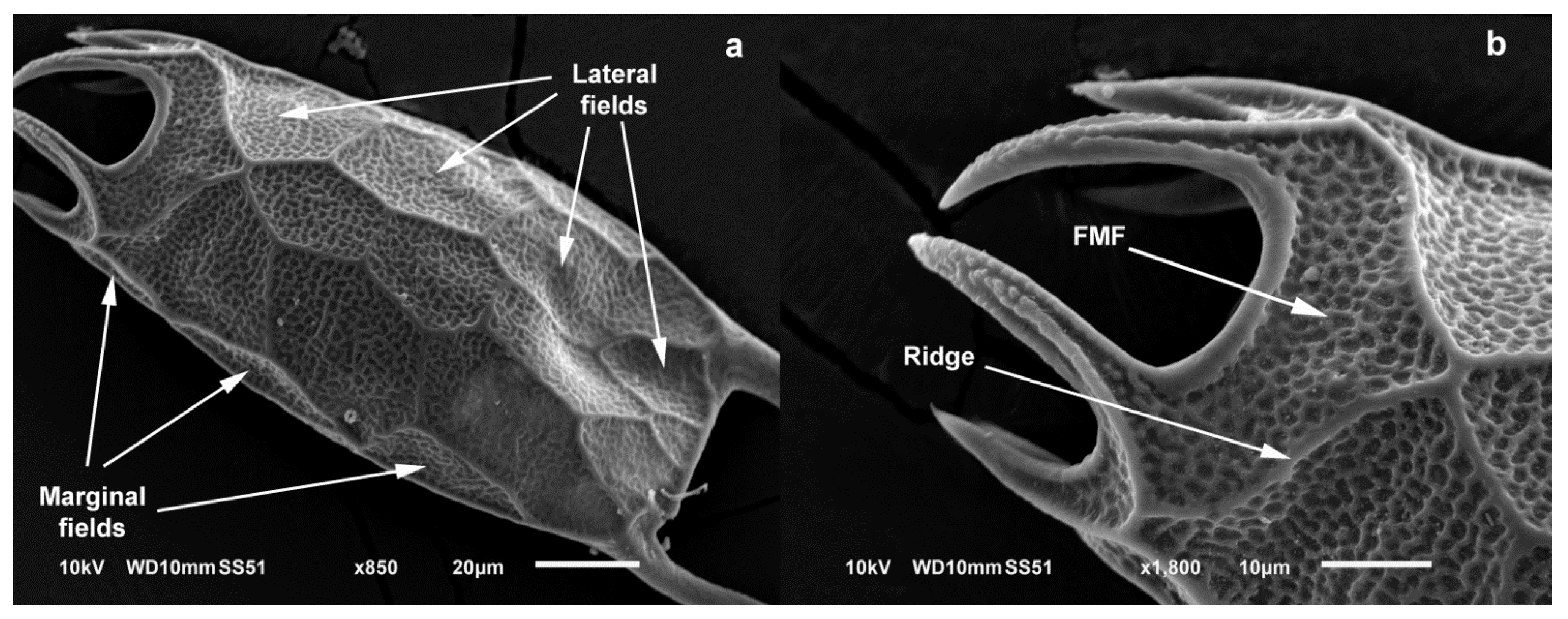 Diversity 13 00676 g009 Diversity 13 00676 g009