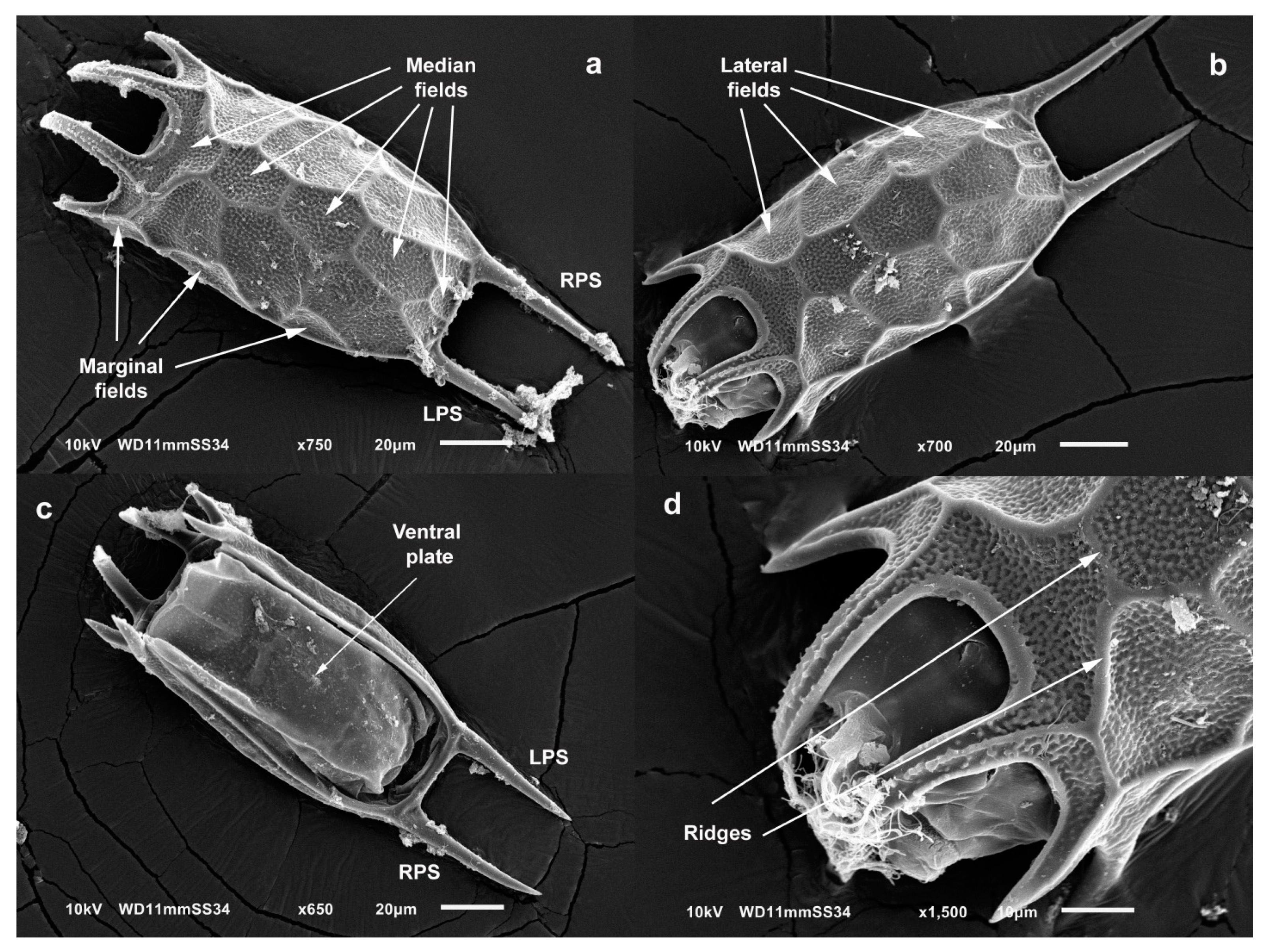 Diversity 13 00676 g010 Diversity 13 00676 g010
