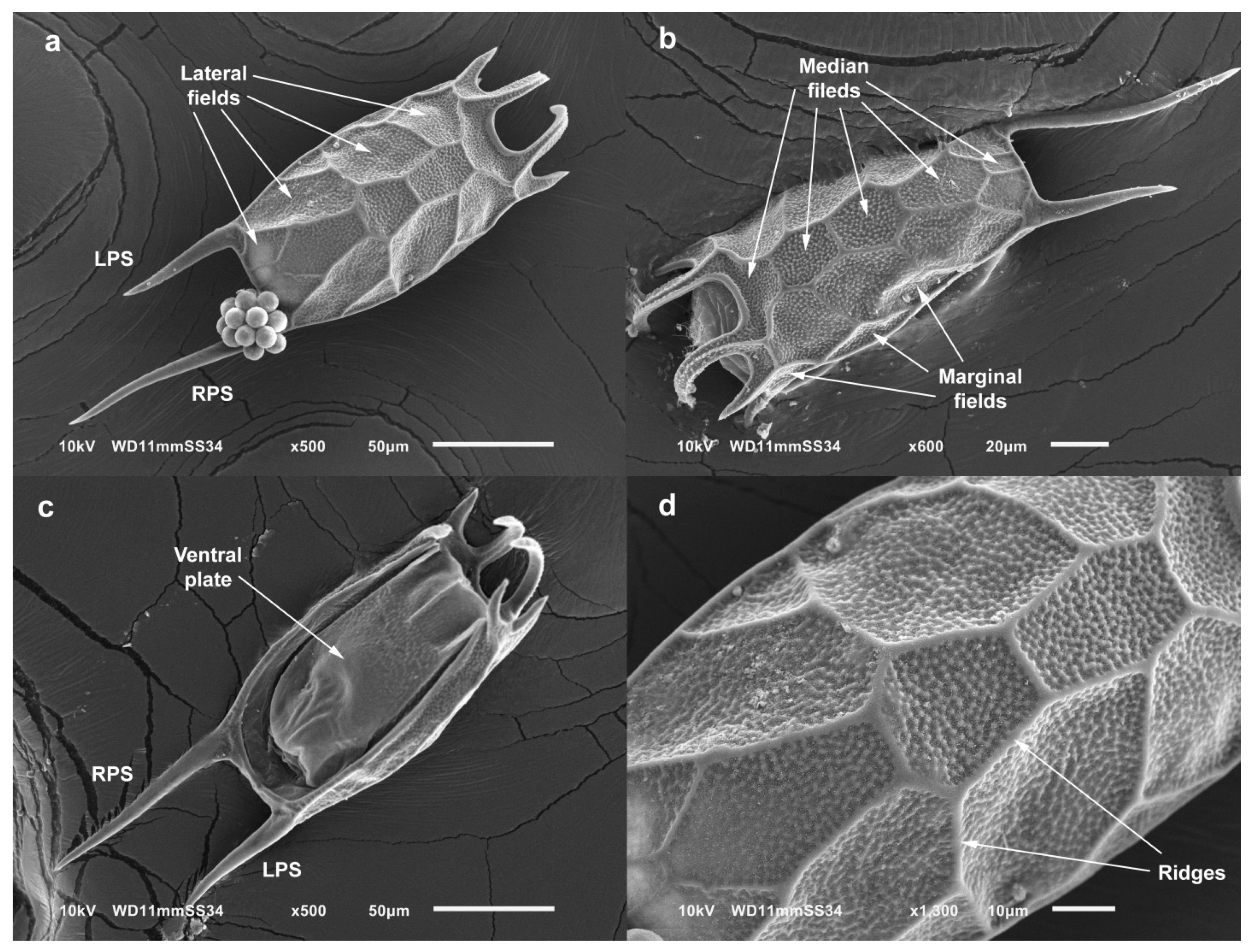 Diversity 13 00676 g011 Diversity 13 00676 g011